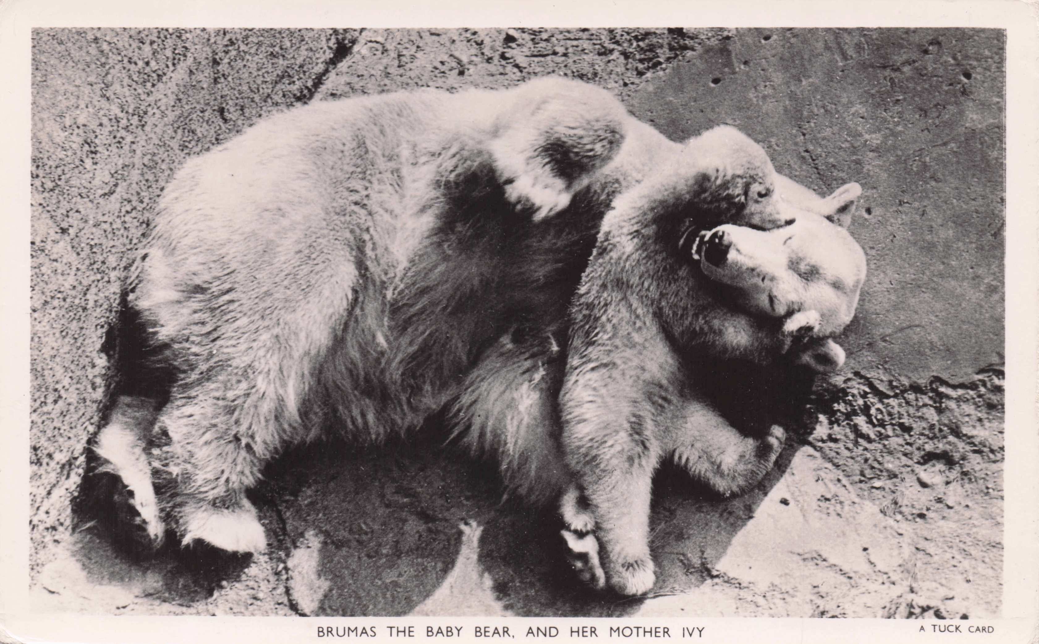Brumus The Baby Celebrity Bear Playing With Mother Tucks Old Real Photo Postcard