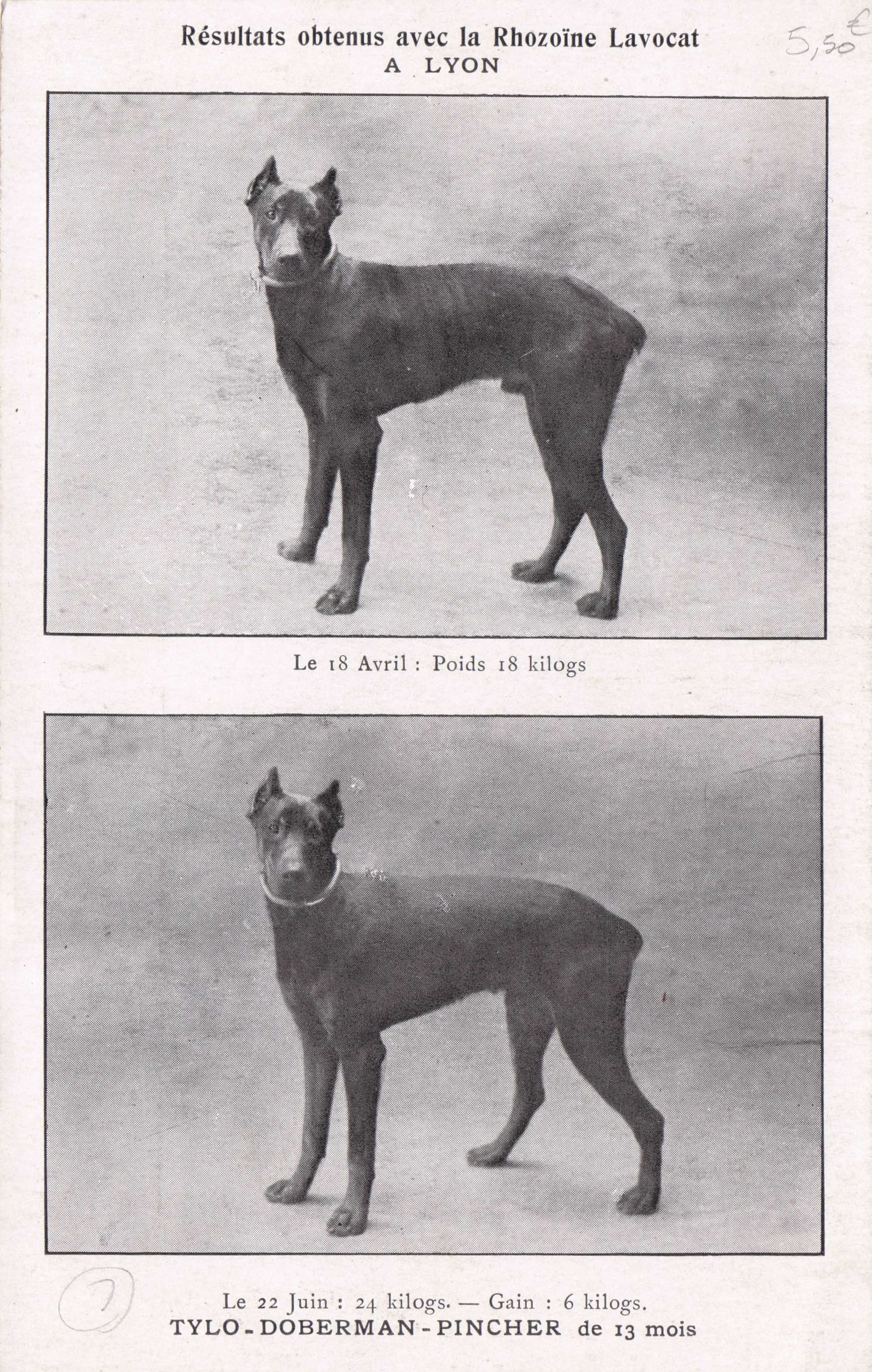 Doberman Pincher Dog Lyon France Rhozoine Lavocat Breeding Old Postcard
