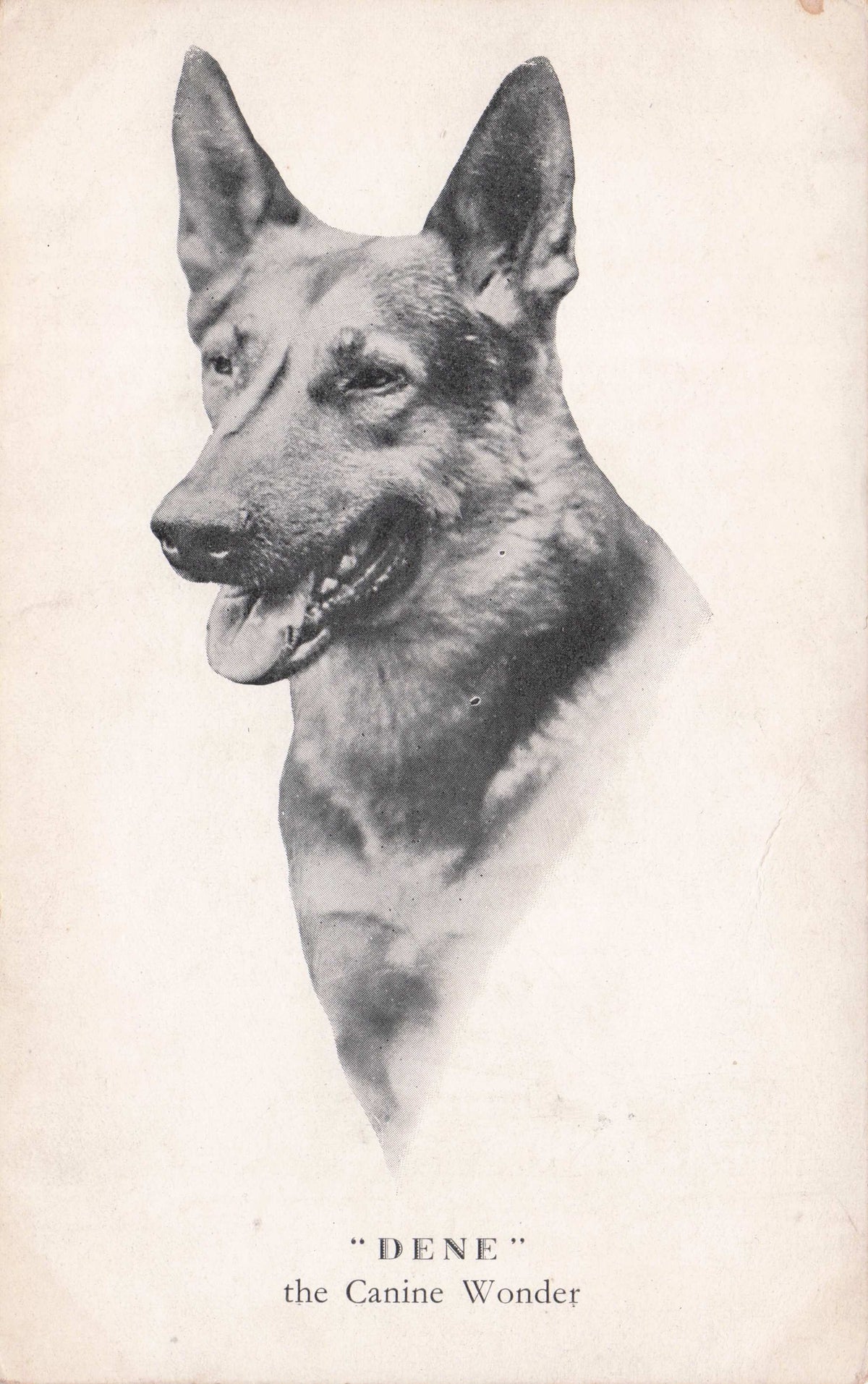 Dene The Canine Wonder Performing Theatre Putney Dog Antique Postcard