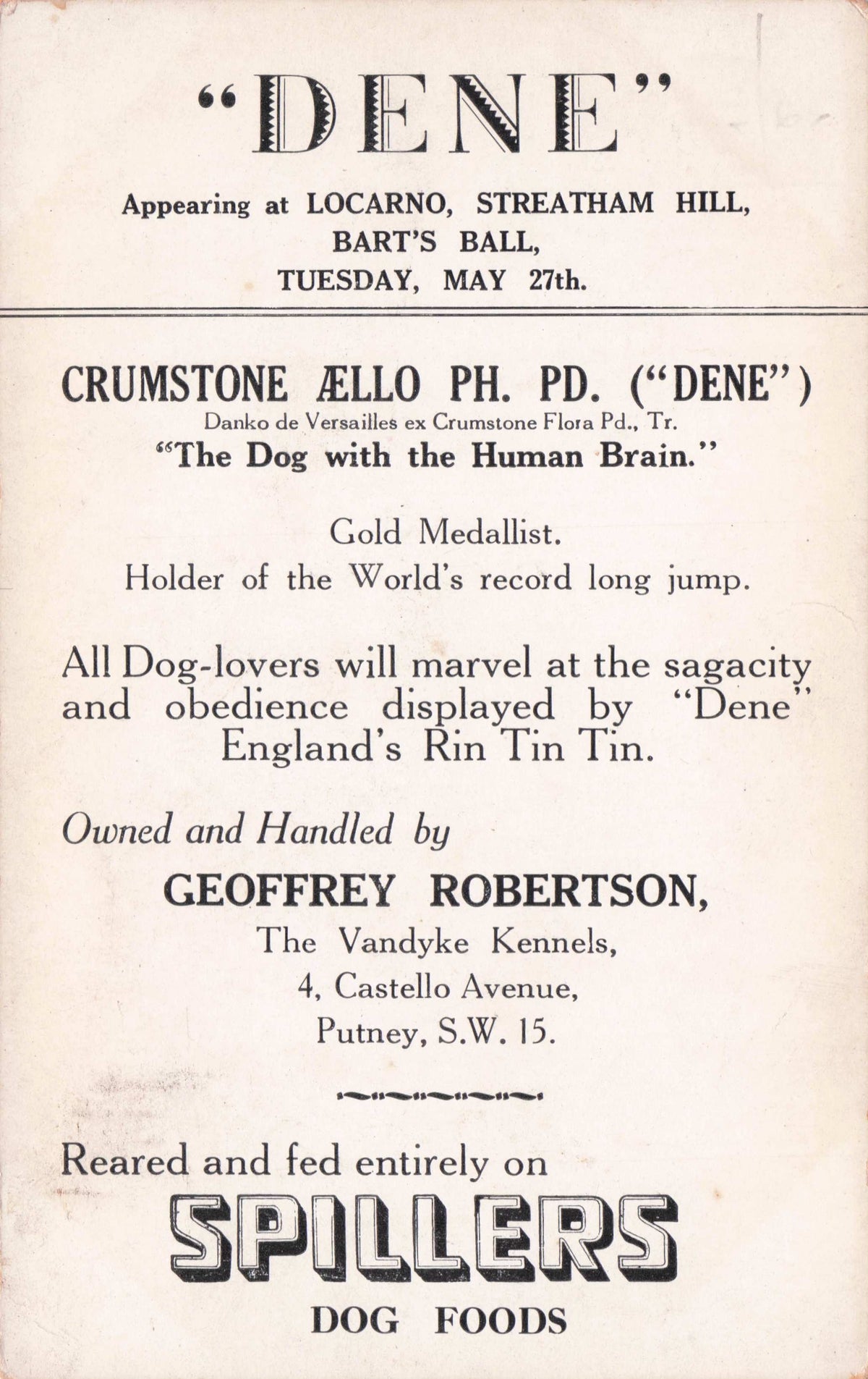 Dene The Canine Wonder Performing Theatre Putney Dog Antique Postcard