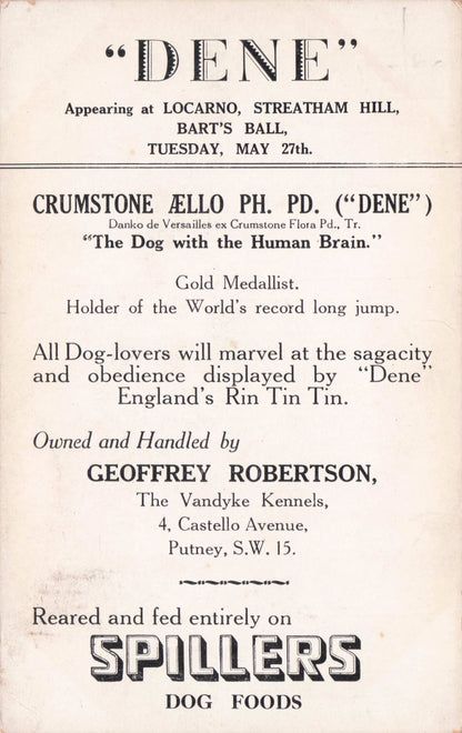 Dene The Canine Wonder Performing Theatre Putney Dog Antique Postcard