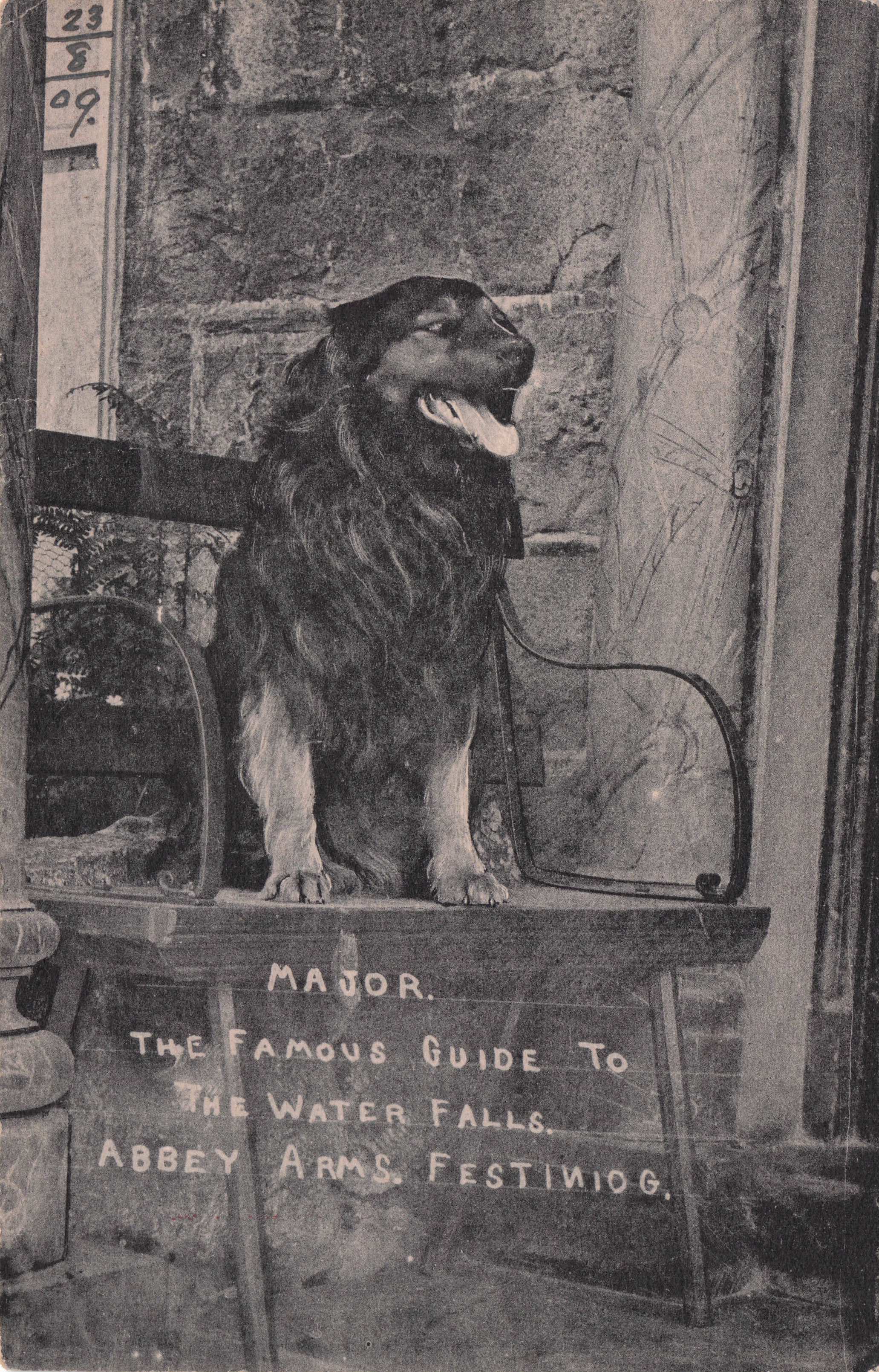 Major The Dog at Abbey Arms Water Falls Festiniog Gwynedd Wales Old Postcard