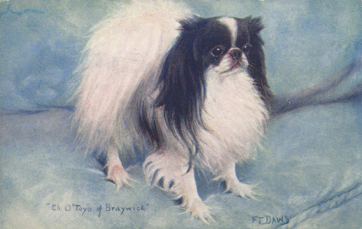 Japanese Spaniel Spratts Food Old Champion Dog Breed Antique Postcard