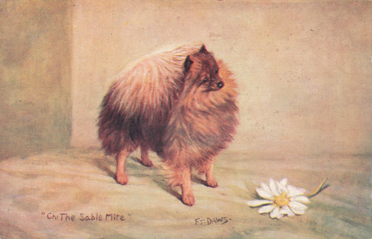 Pomeranian Spratts Food Old Champion Dog Breed Antique Postcard