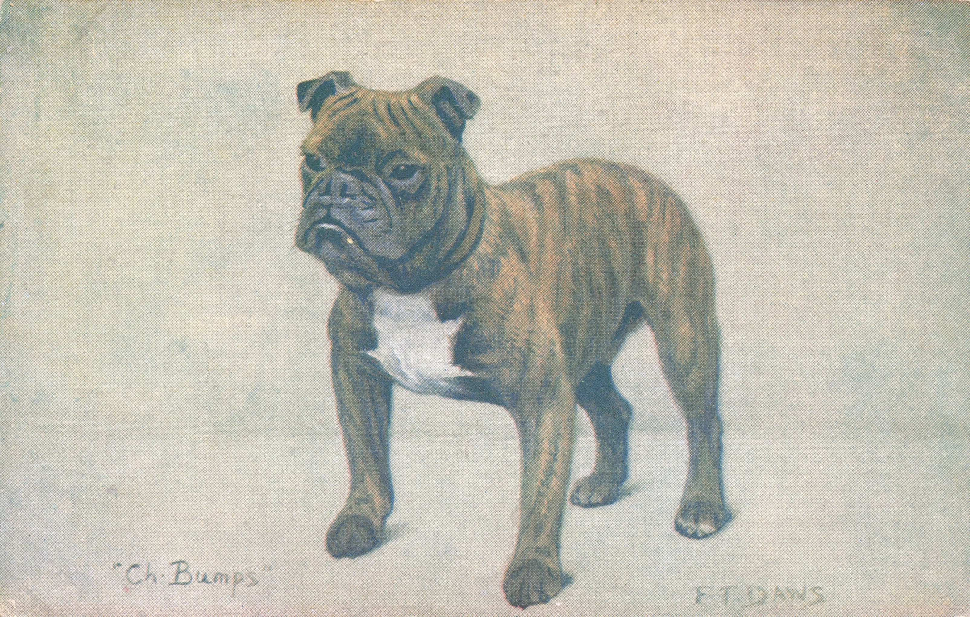 Miniature Bulldog Spratts Food Old Champion Dog Breed Antique Postcard