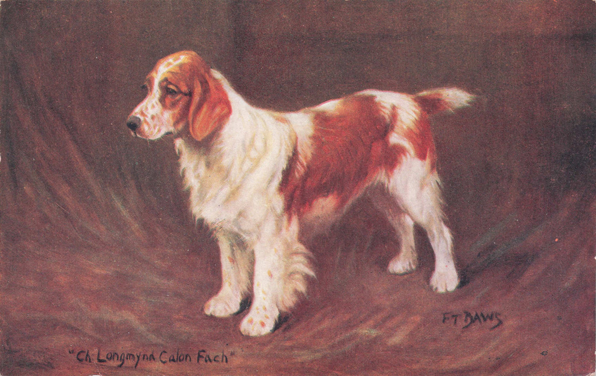 Welsh Springer Spratts Food Old Champion Dog Breed Antique Postcard