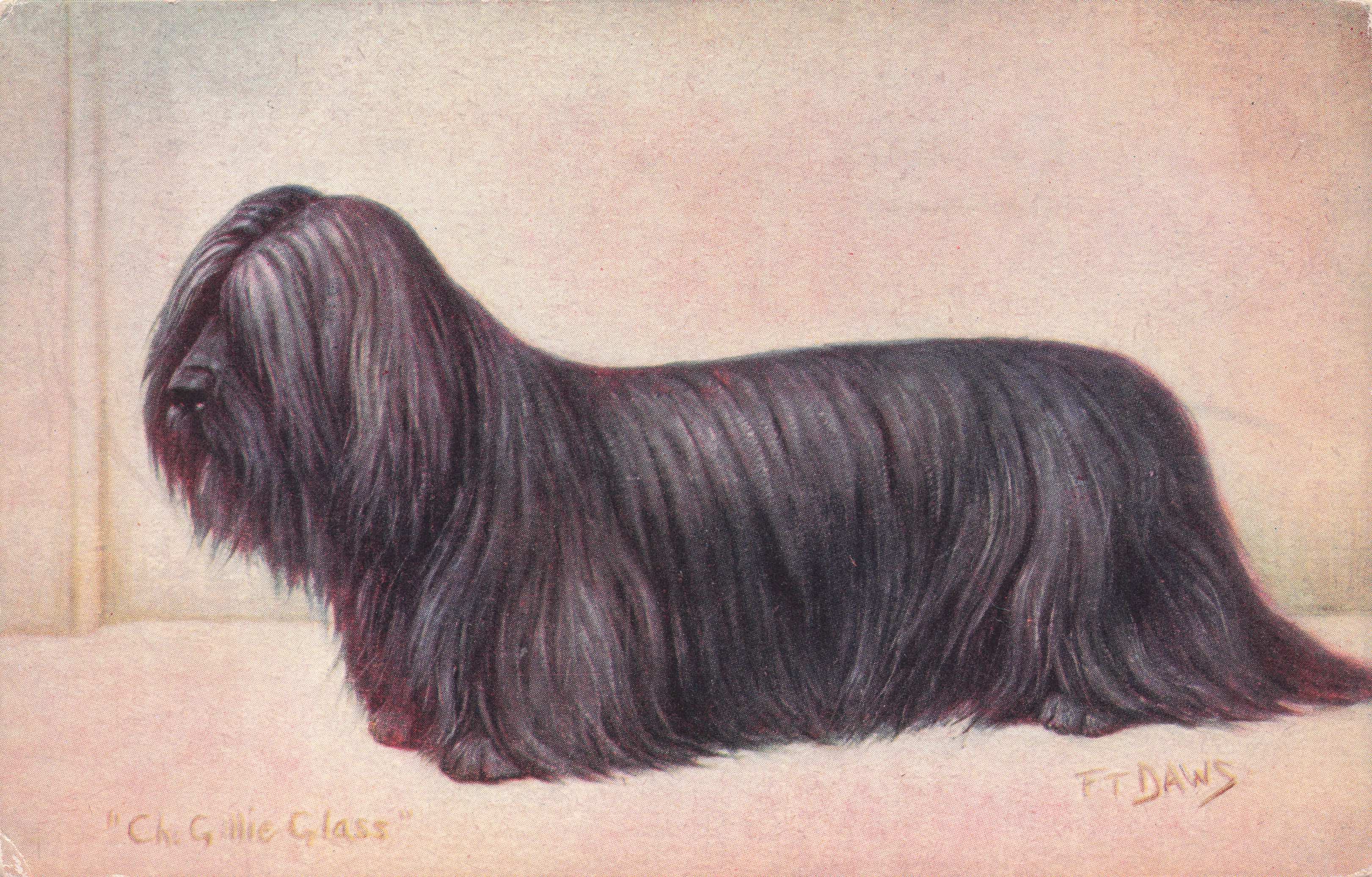 Skye Terrier Spratts Food Old Champion Dog Breeding Antique Postcard
