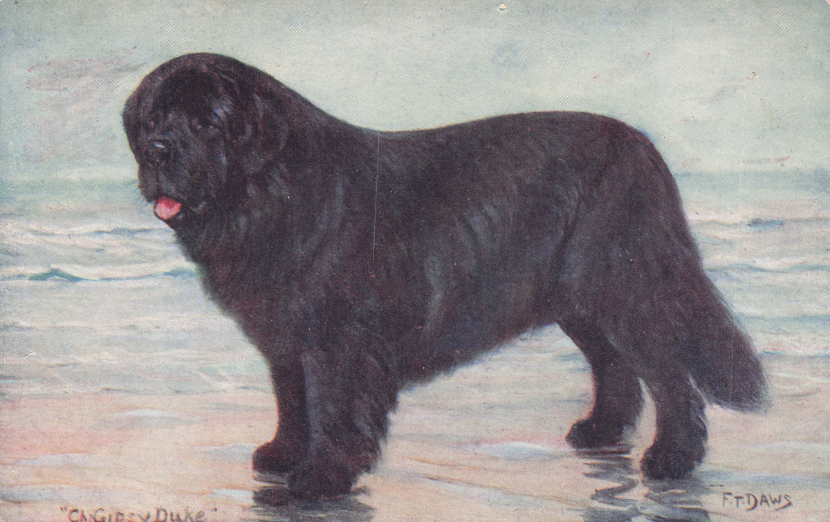 Newfoundland Spratts Food Old Champion Dog Breeding Antique Postcard