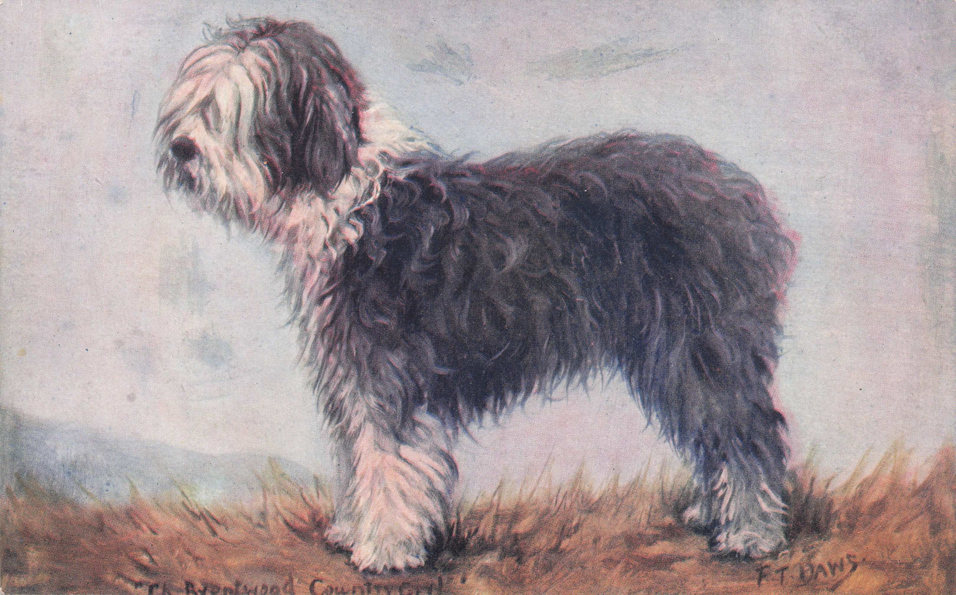 Bob Tailed Sheep Spratts Food Old Champion Dog Breeding Antique Postcard