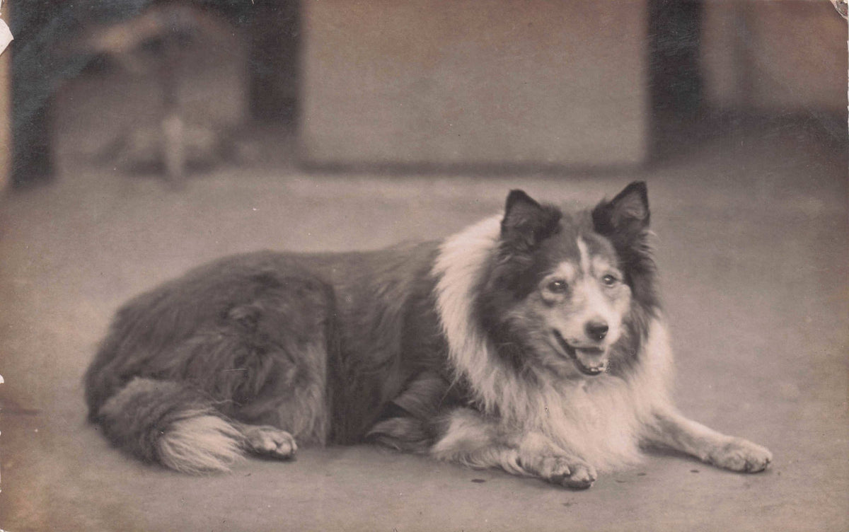 Rough Collie Dog Lassie Style Antique Real Photo Postcard
