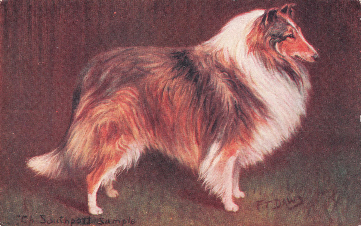 Collie Spratts Food Old Champion Dog Breeding Antique Postcard