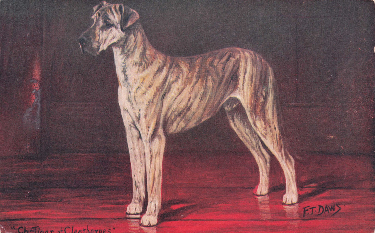 Great Dane Spratts Food Old Champion Dog Breeding Antique Postcard