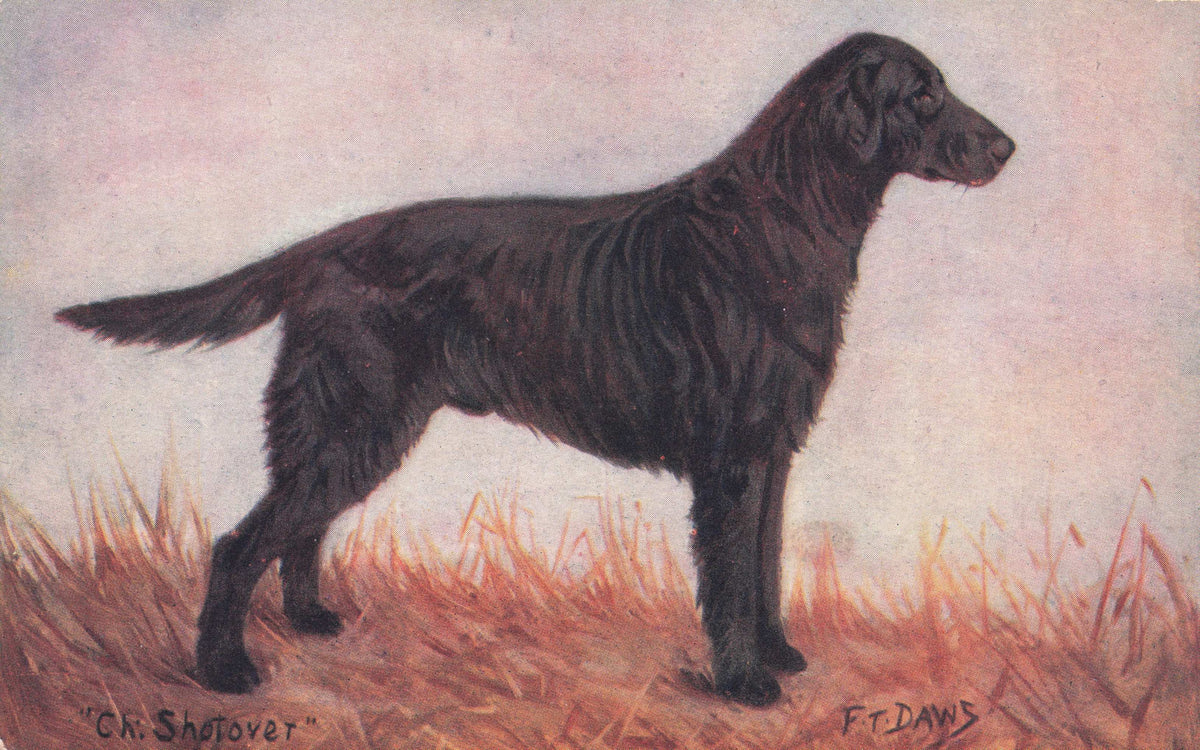 Flat Coated Retriever Spratts Food Old Champion Dog Breeding Antique Postcard