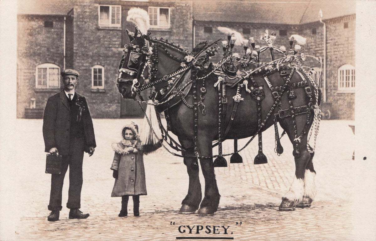 Gypsy Romany Horse Antique Real Photo Cambridge Postcard