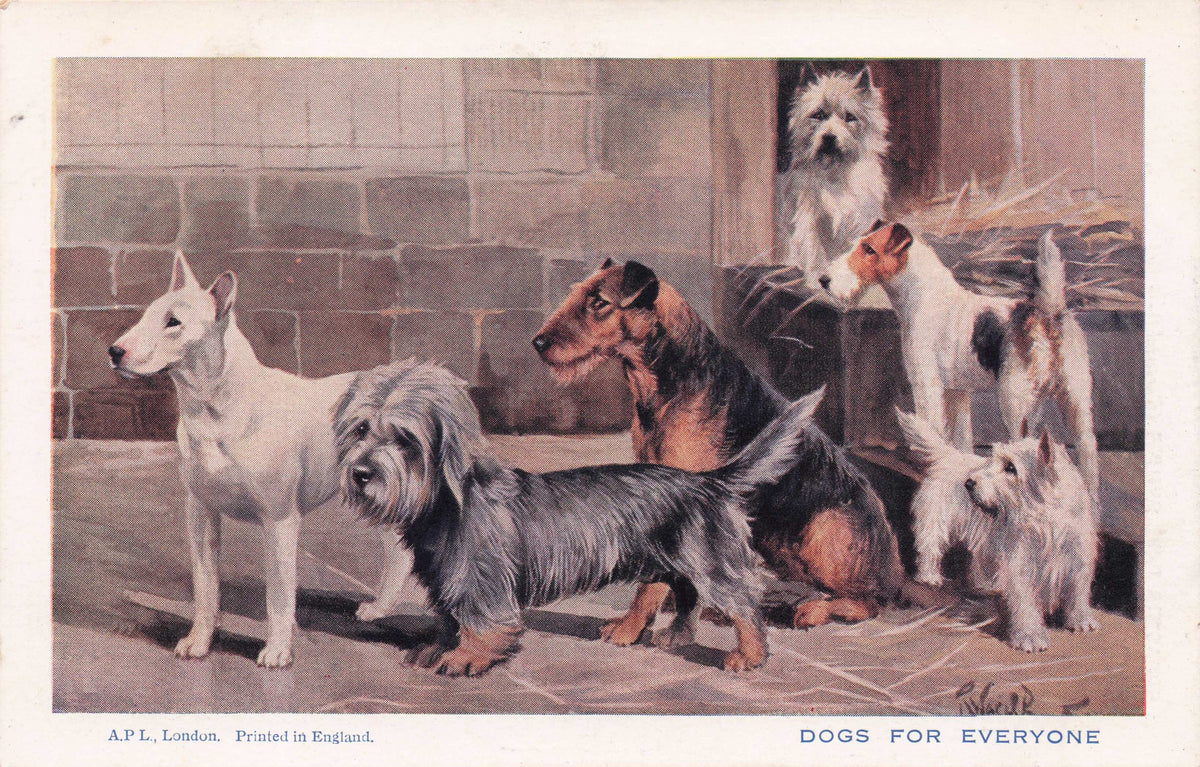 Dogs For Everyone Bull Terrier Fox Cairn Airedale Spratts Antique Dog Postcard