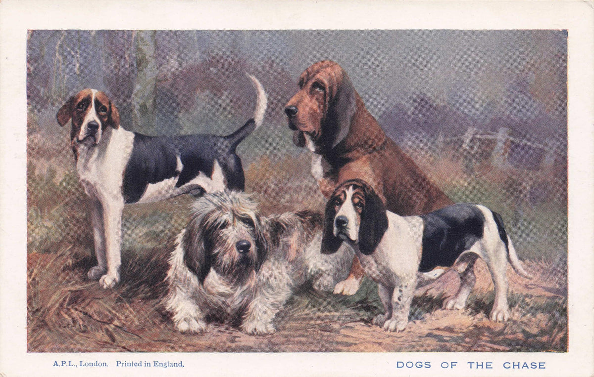Dogs Of The Chase Fox Otter Blod Hound Beagle Spratts Antique Rare Postcard