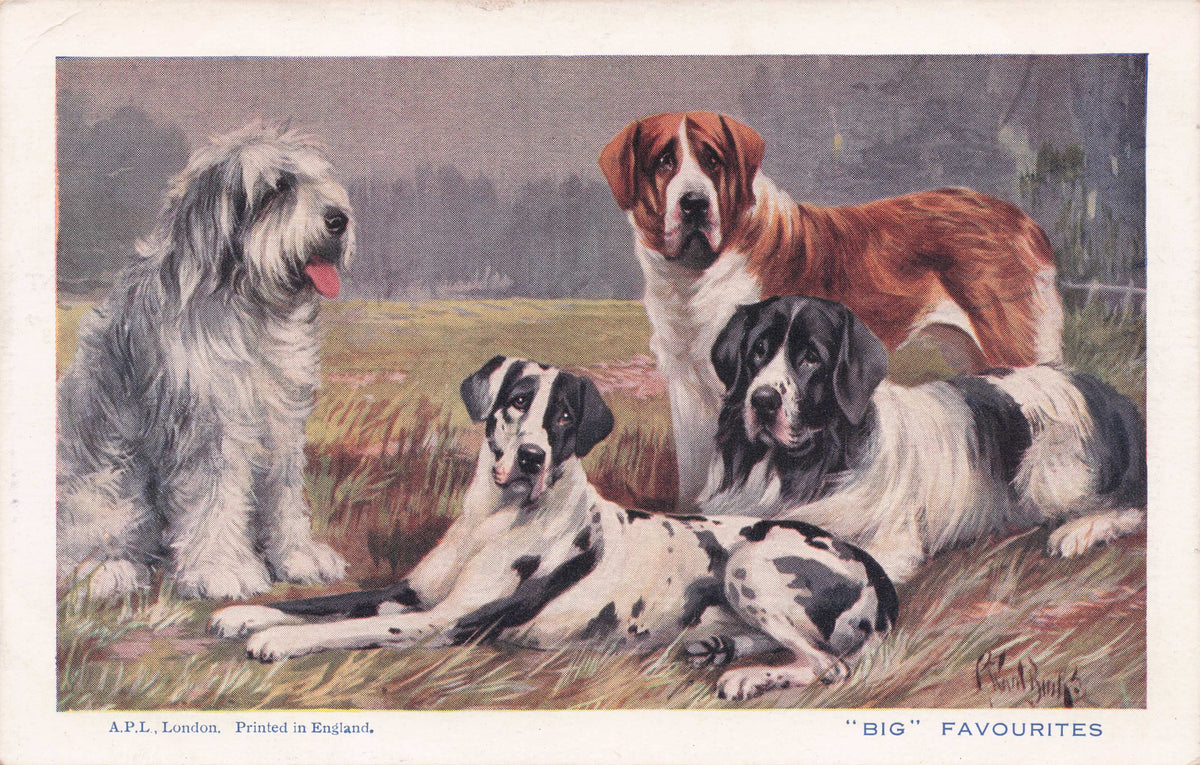 Big Favourites Mastiff Great Dane Irish Wolfhound Spratts Rare Old Dog Postcard