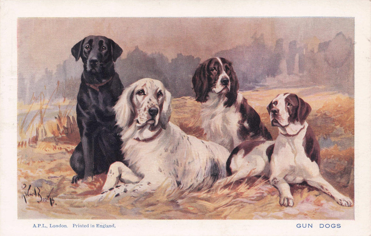 Gun Dogs Spratts English Gordon Setter Pointer Spaniel Bar Antique Dog Postcard