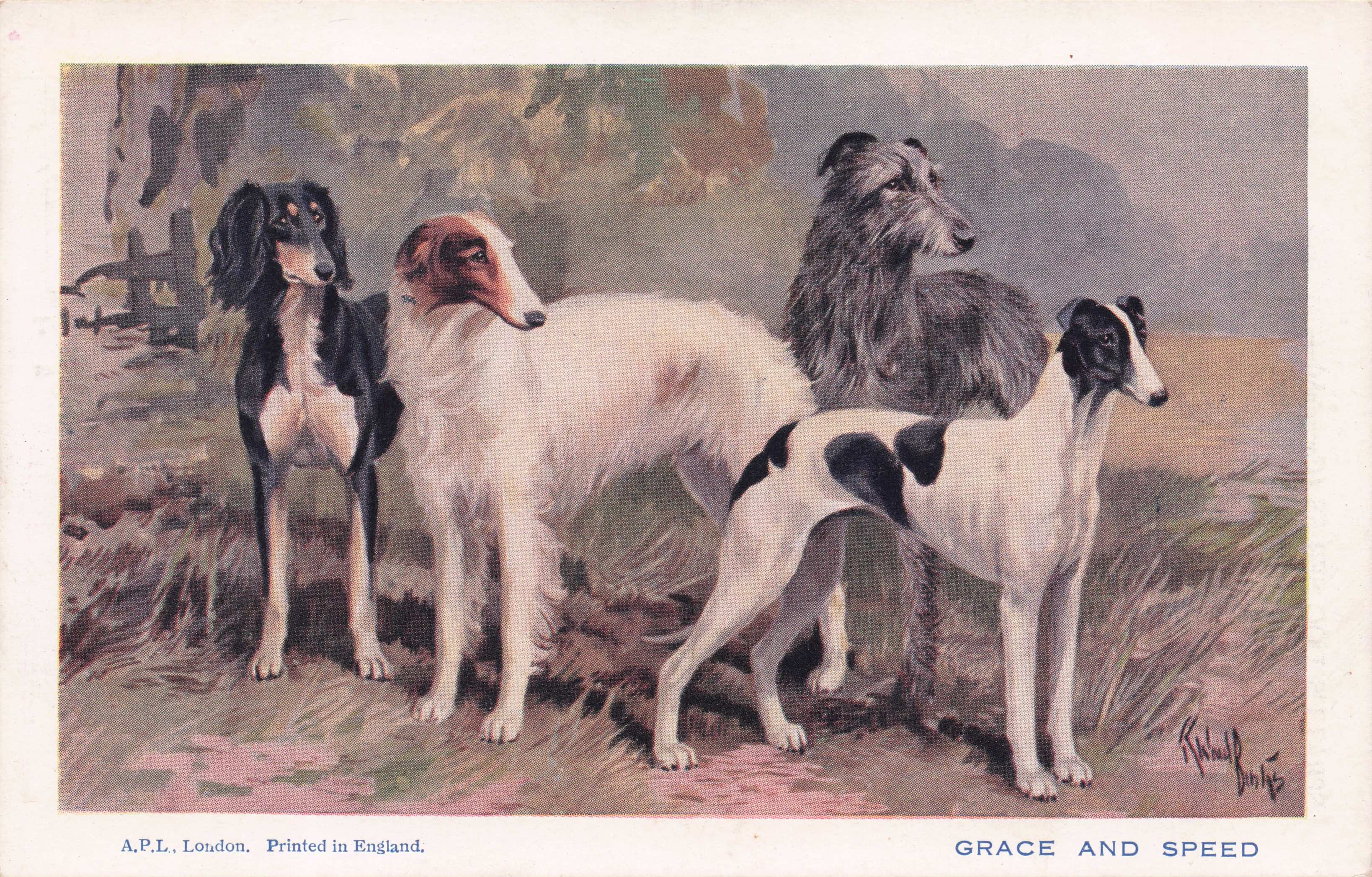 Grace & Speed Greyhound Russian Whippet Borzoi Saluki Old Spratts Dog Postcard