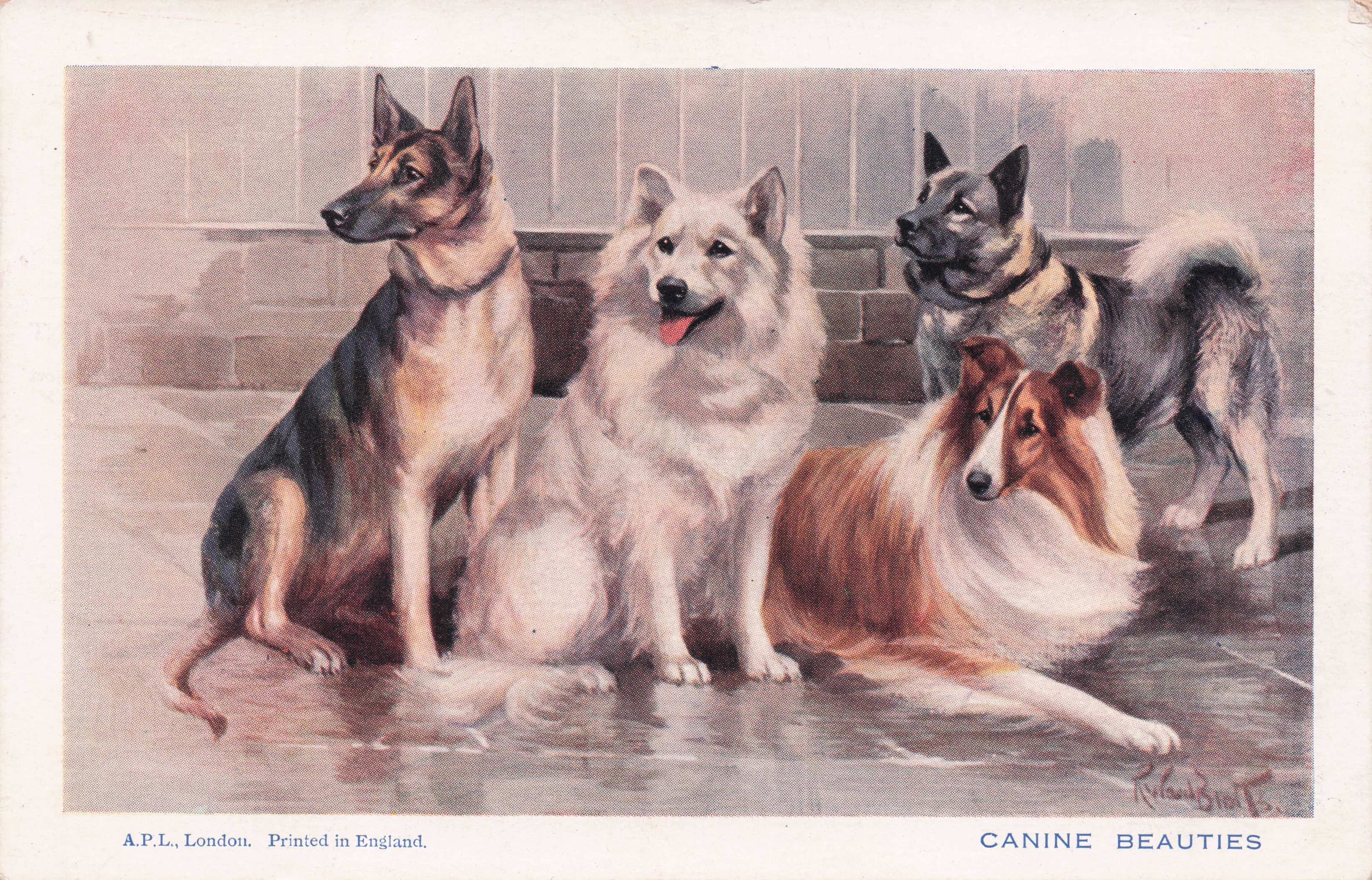 Canine Beauties Poodle Chow Chow Samoyed Spratts Dogs Antique Postcard