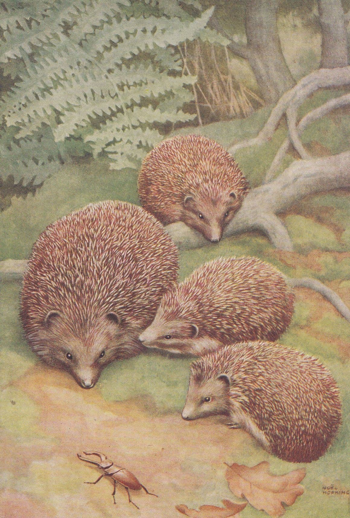Stag Beetle & Hedgehogs Medici Old Postcard