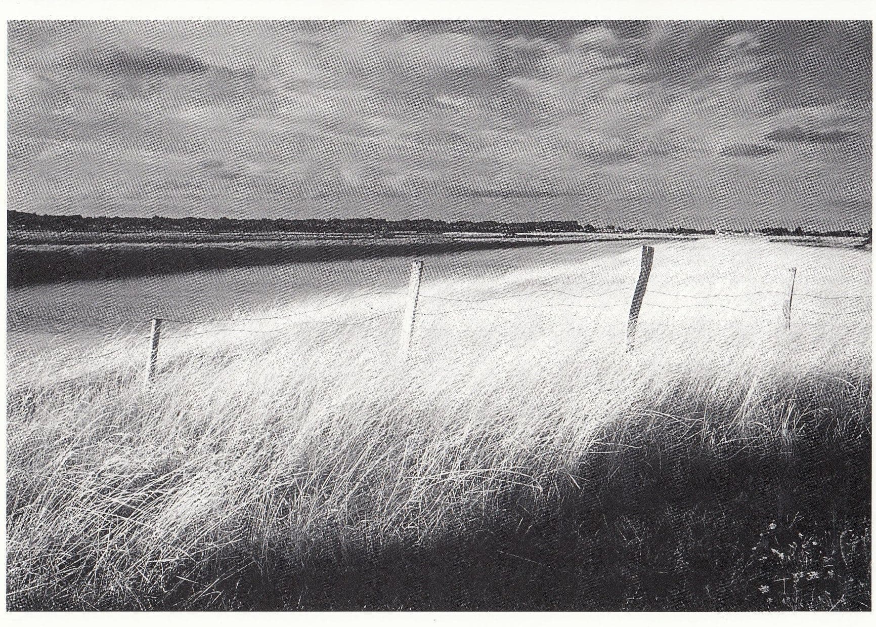 t85 Ile De Re French Electric Fence Farm Field Philippe Pache Postcard