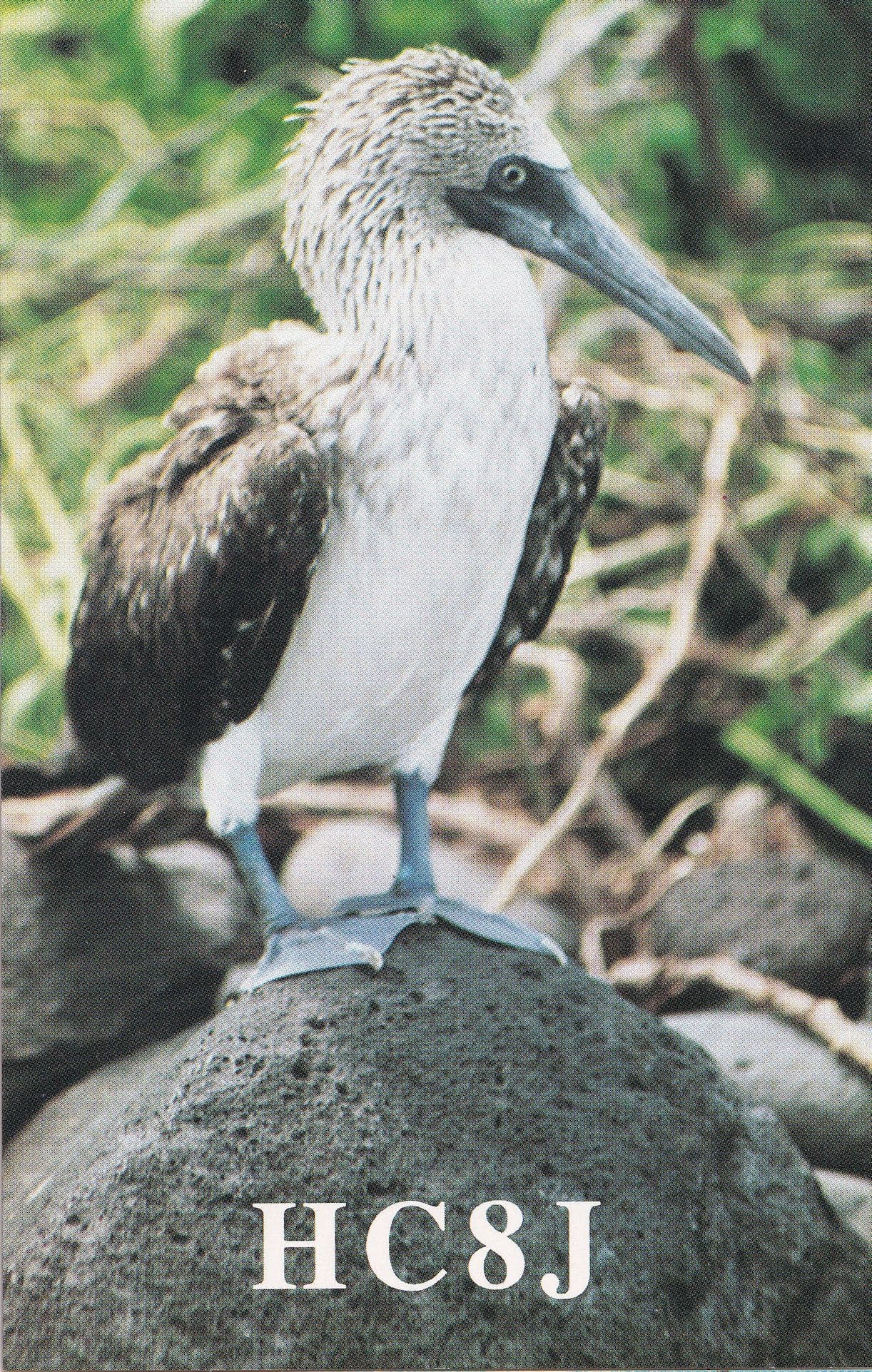 The Galapagos Islands Bird Pacific Ocean Amateur Radio Postcard Type QSL Card