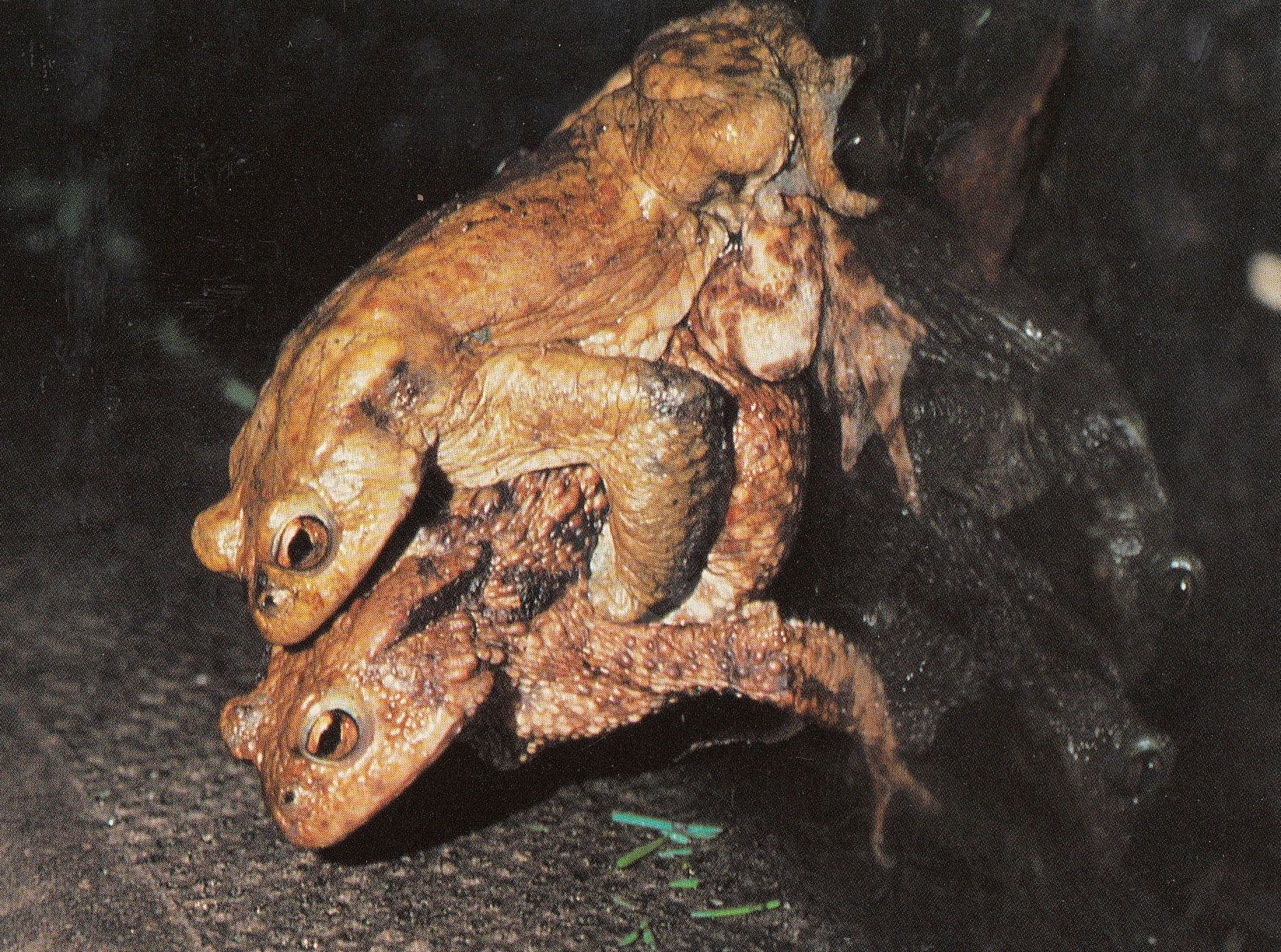 Toads Frogs Making Make Love Postcard