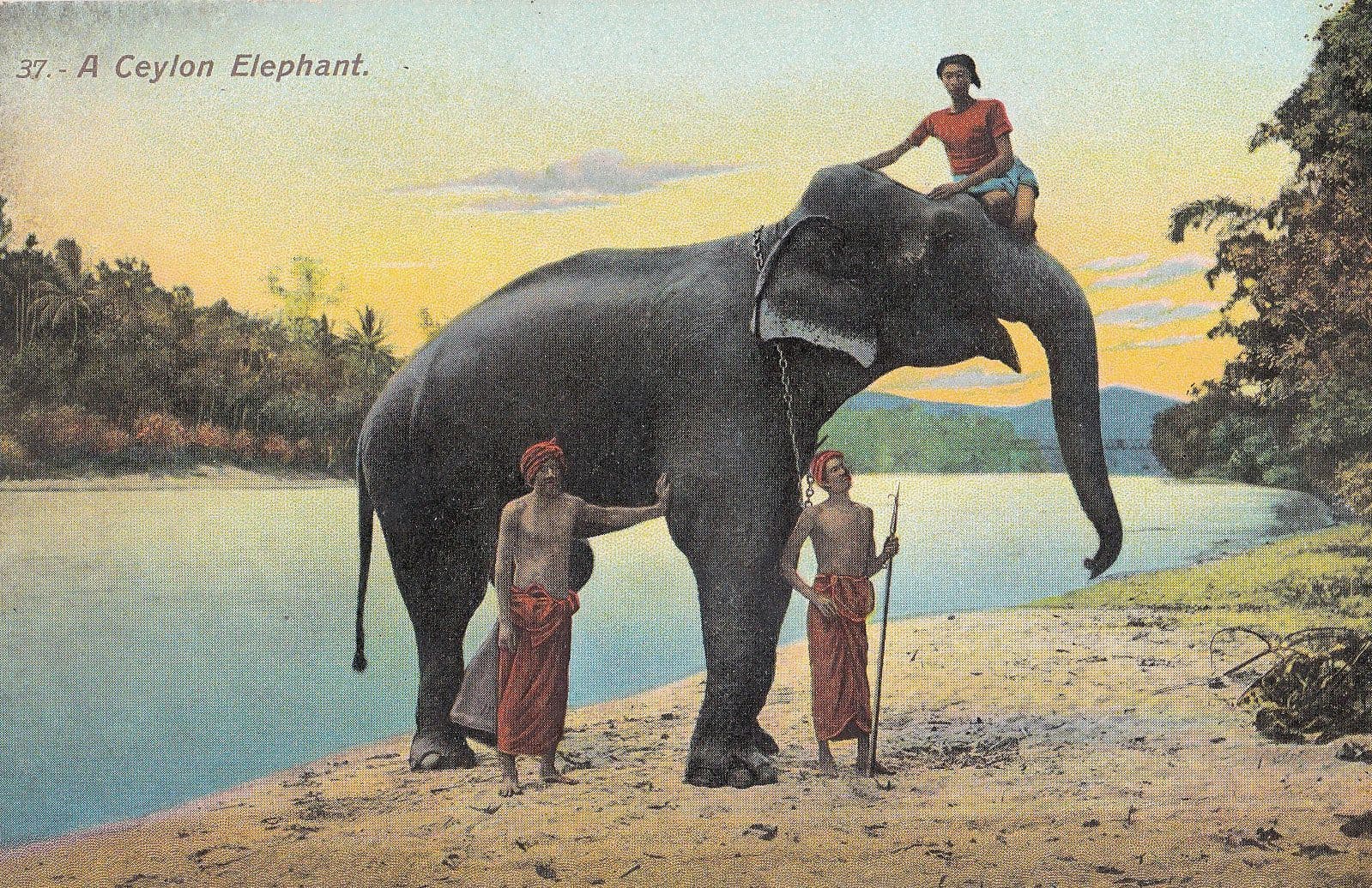 Trainer Riding Giant Ceylon Indian Elephant Antique Postcard