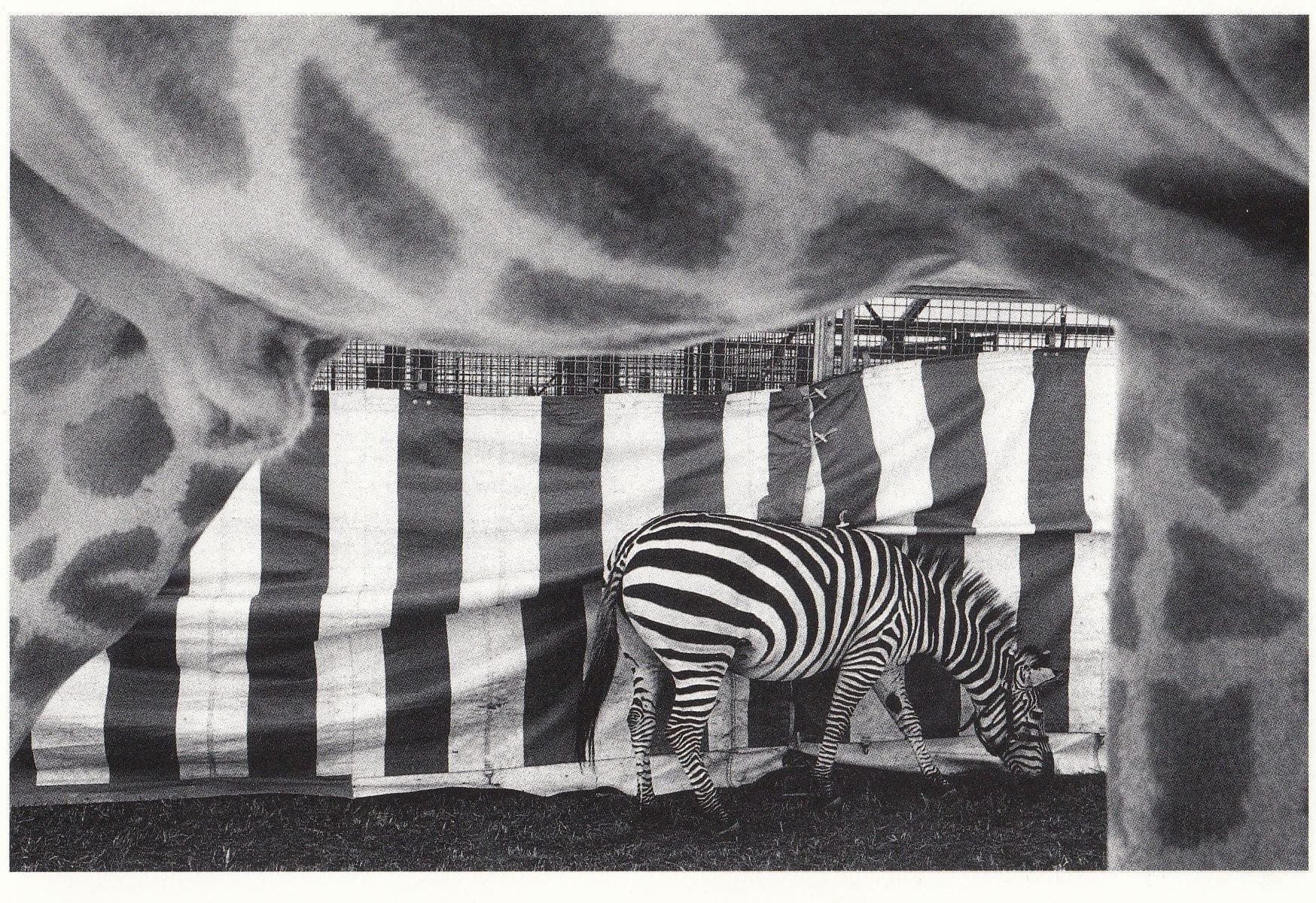 z130  Swiss Circus Zebra Opening Animal Cage Stunning Photo Postcard