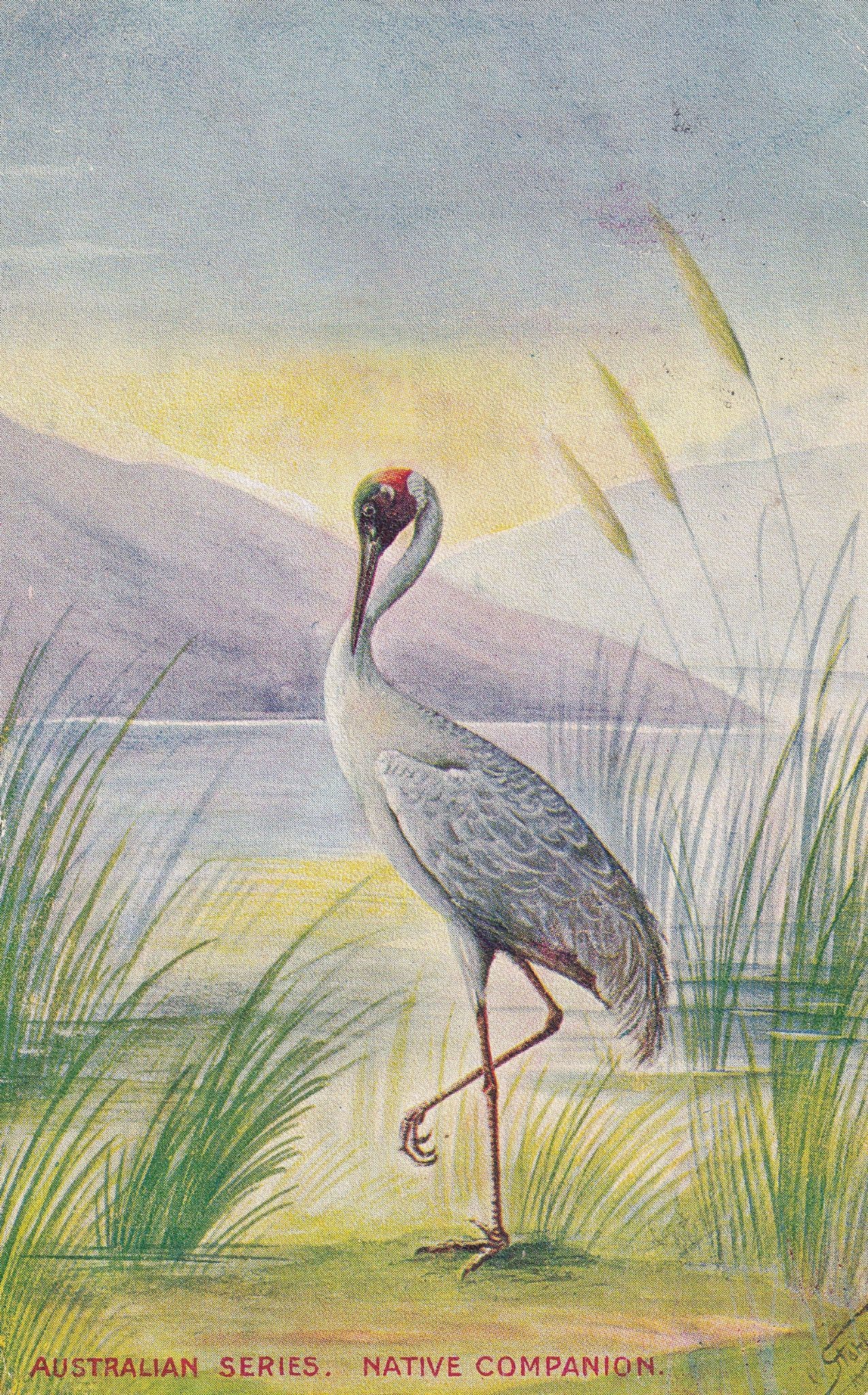 Australian Series Native Companion Bird Old Postcard