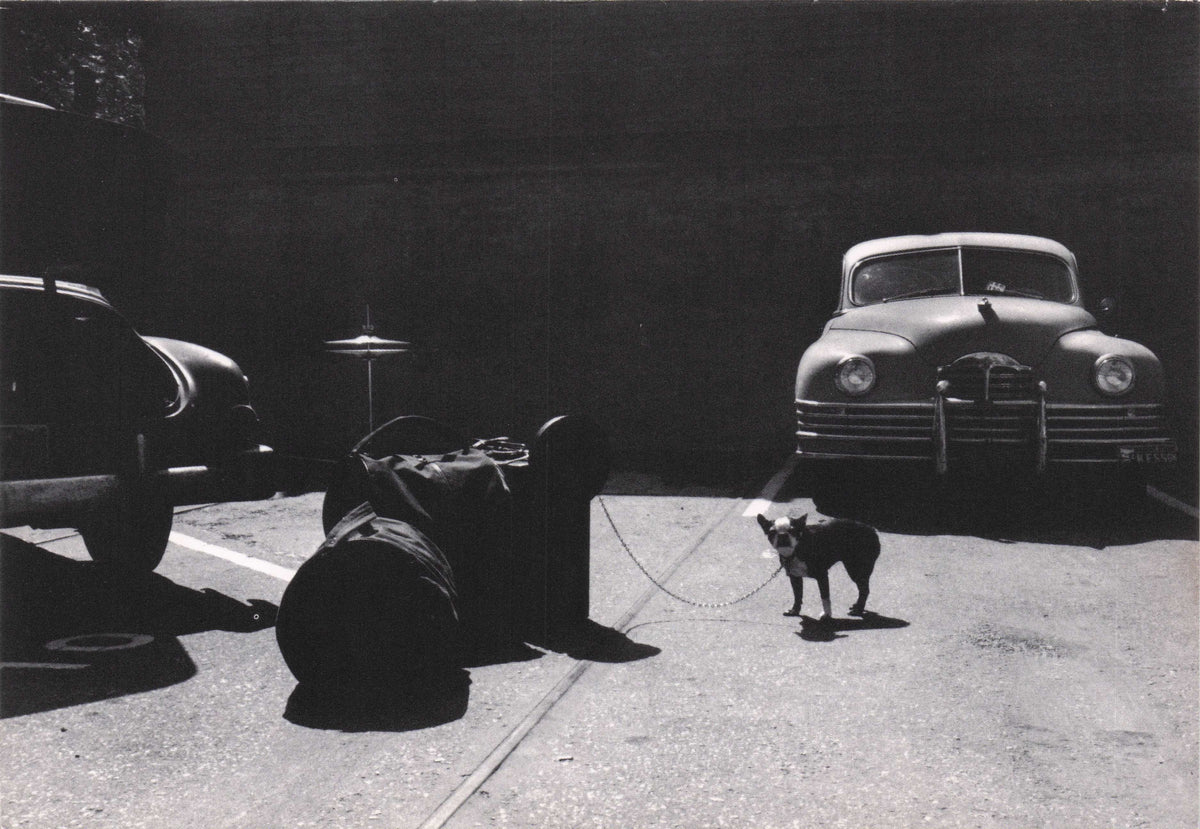 Bulldog Jazz Drummer Dog At 1958 Hollywood Bowl Concert Hall Rare Photo Postcard