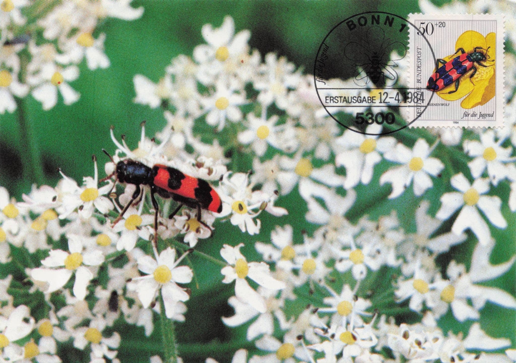 German Red Wasp Bienewolf Bee Wolf Rare Bonn FDC Postcard