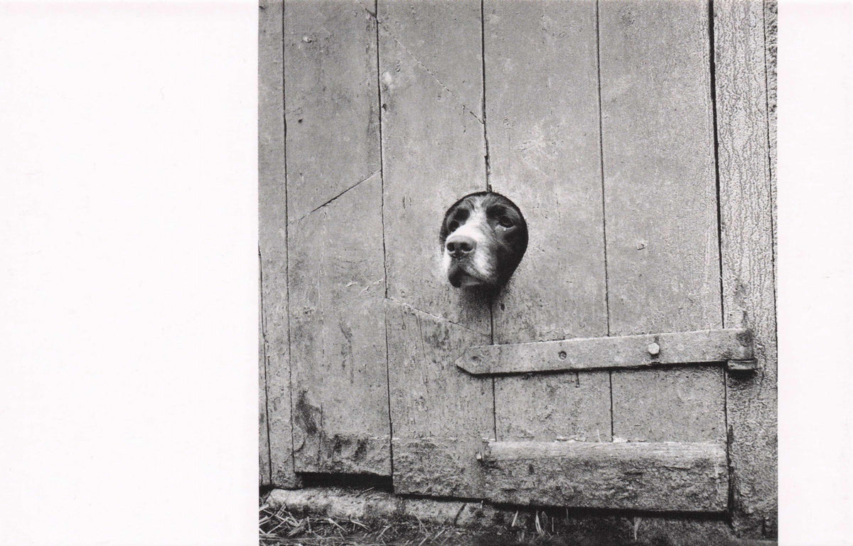 Springer Spaniel Dog Head Nose In Old Fence Comic Award Photo Postcard