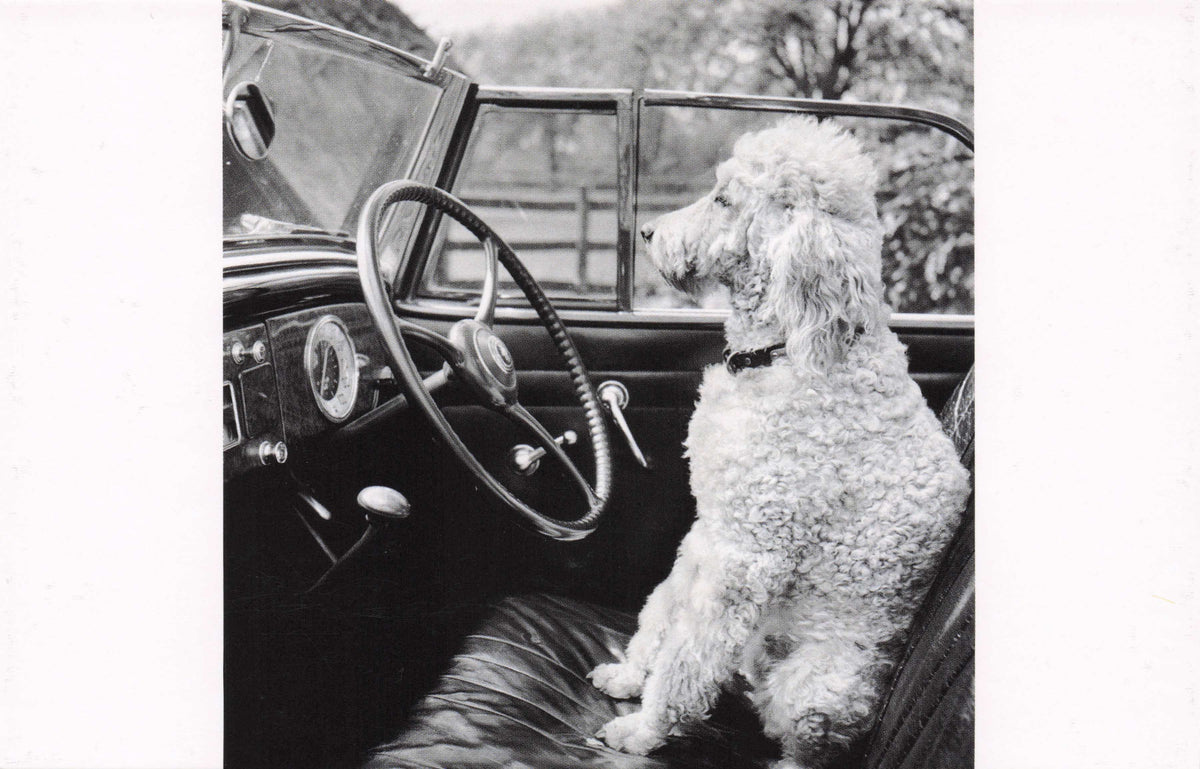 1940s Poodle Dog Driving Old Classic Open Top Car Amazing Photo Award Postcard