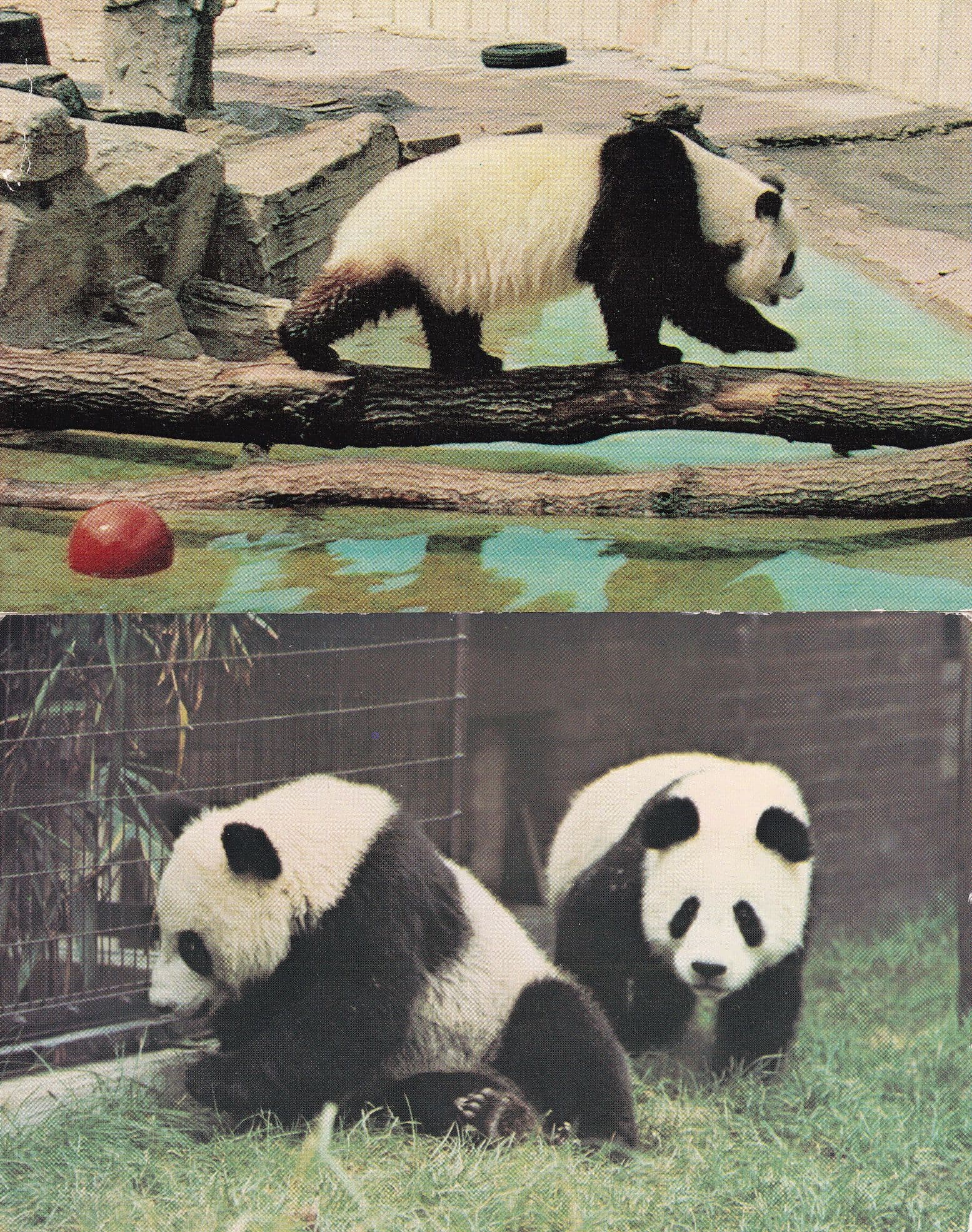 Giant Panda At The Zoo Chia Chia London 2x Postcard s