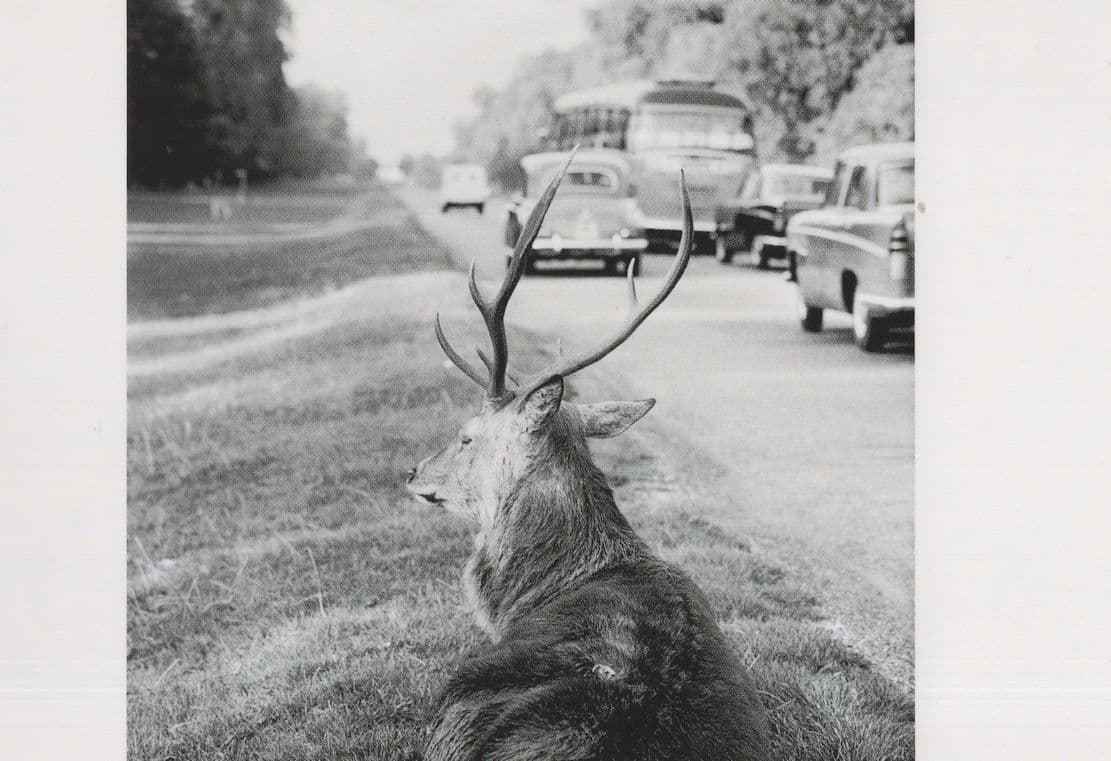 1960s Deer in Traffic Jam Coach Richmond Surrey Photo Award Postcard