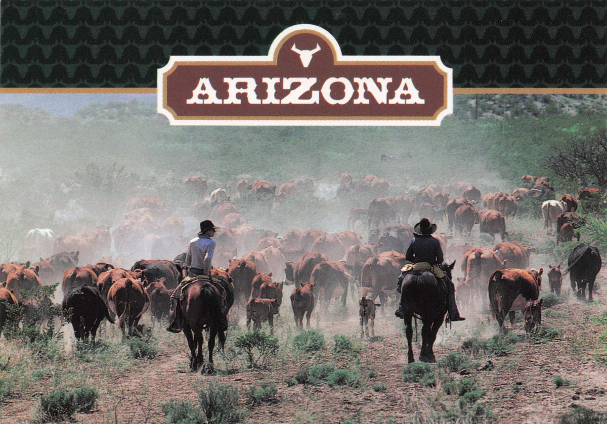 Arizona Western Cowboys Rounding Up Wild Cattle American USA Photo Postcard