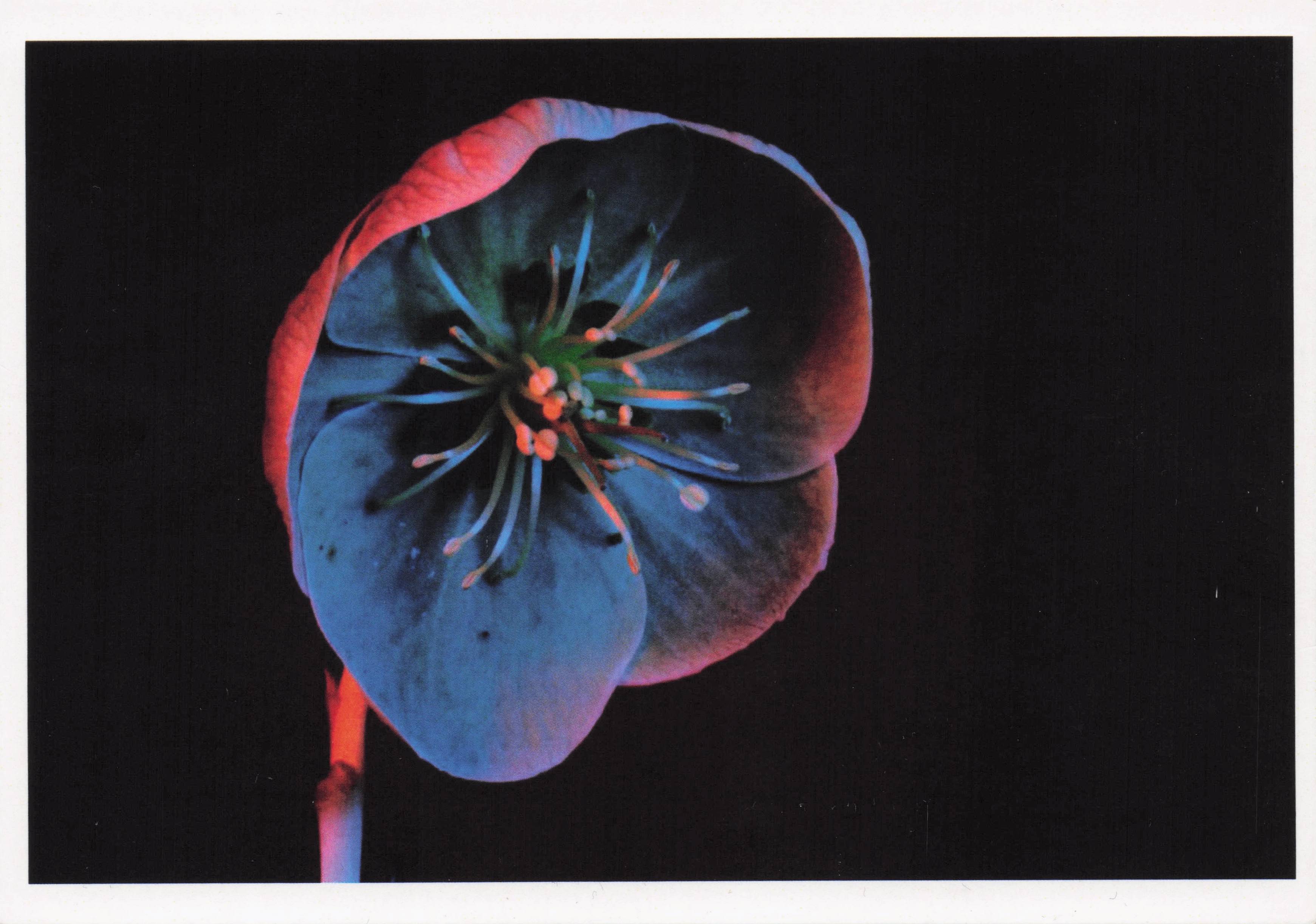 Lenten Flourescent Glowing Rose Flower Award Photo Art Postcard
