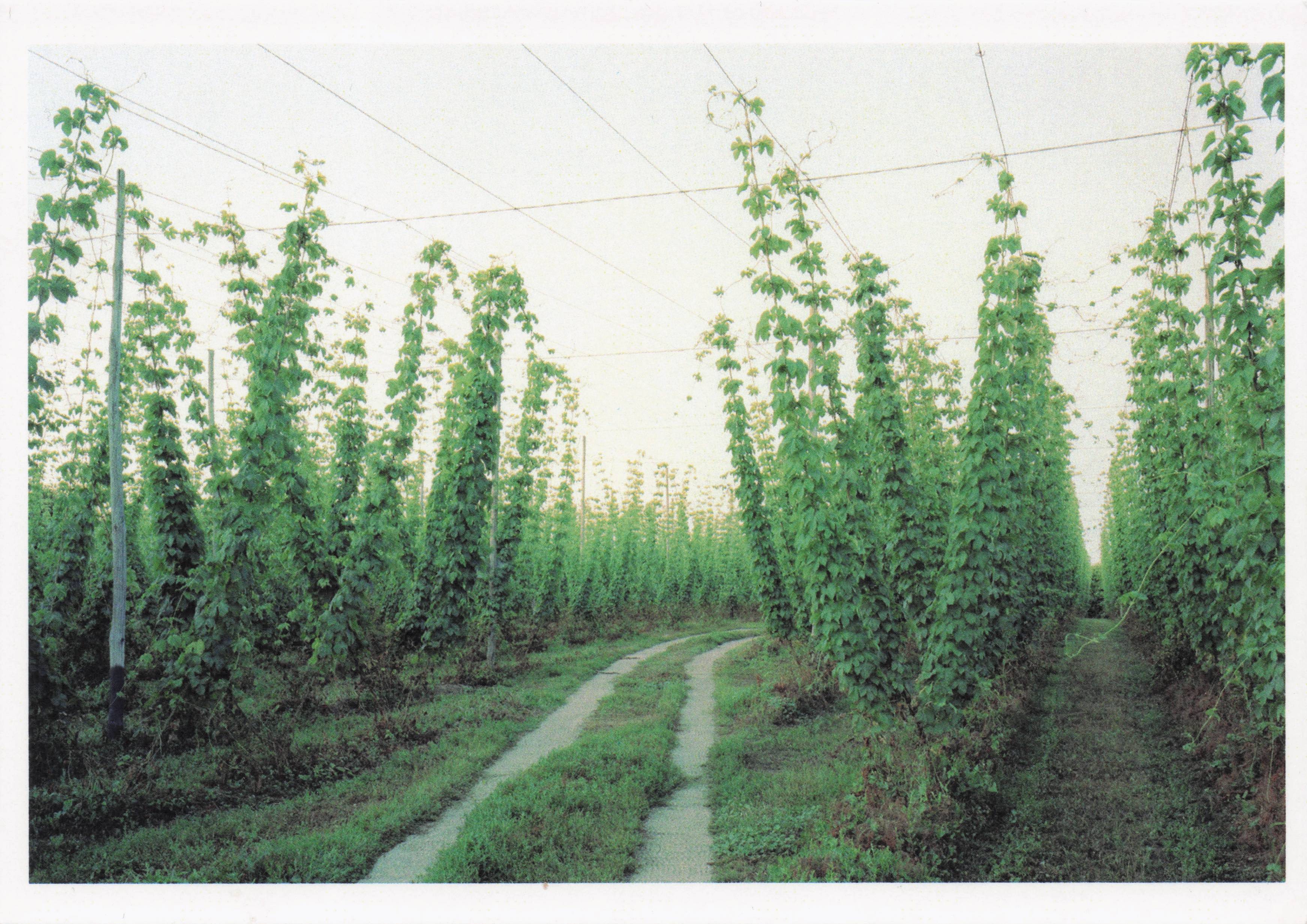 Hop Frames Kent Stunning Photo Art Award Postcard