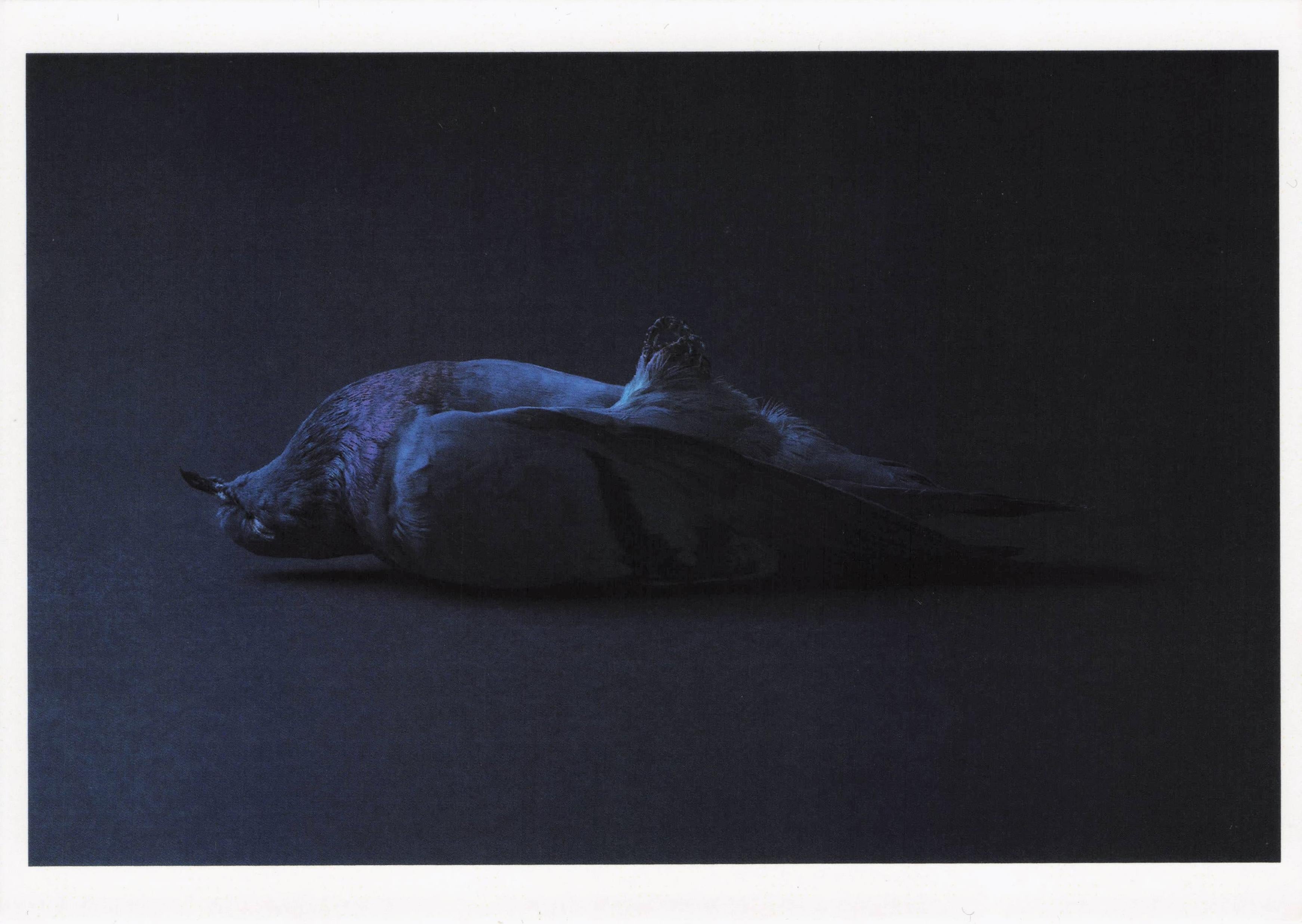 Dead Grey Bird Laying To Rest Entombment Photo Art Award Postcard