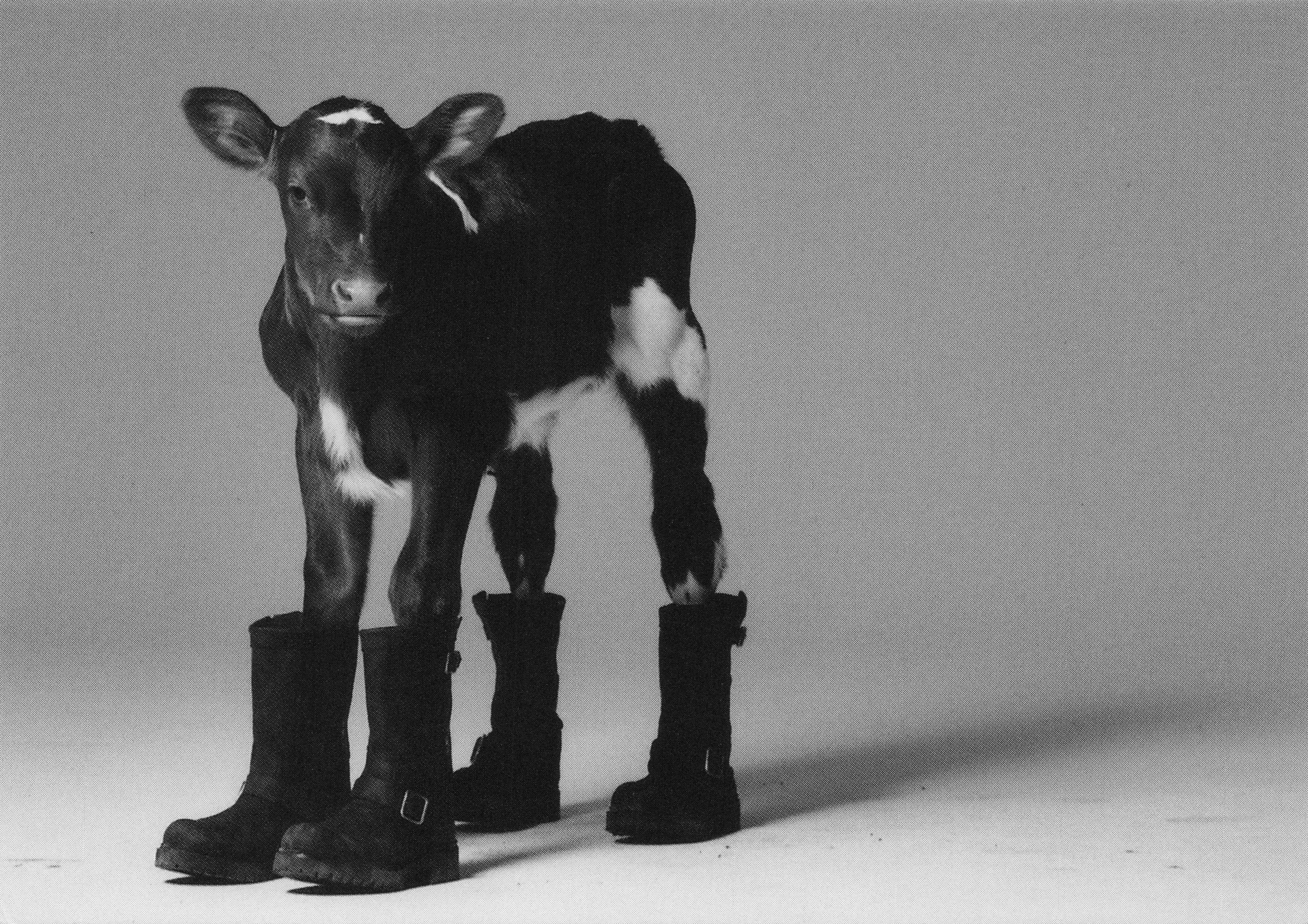 Farm Cow In Posh Wellington Boots Shoes Comic Advertising Postcard