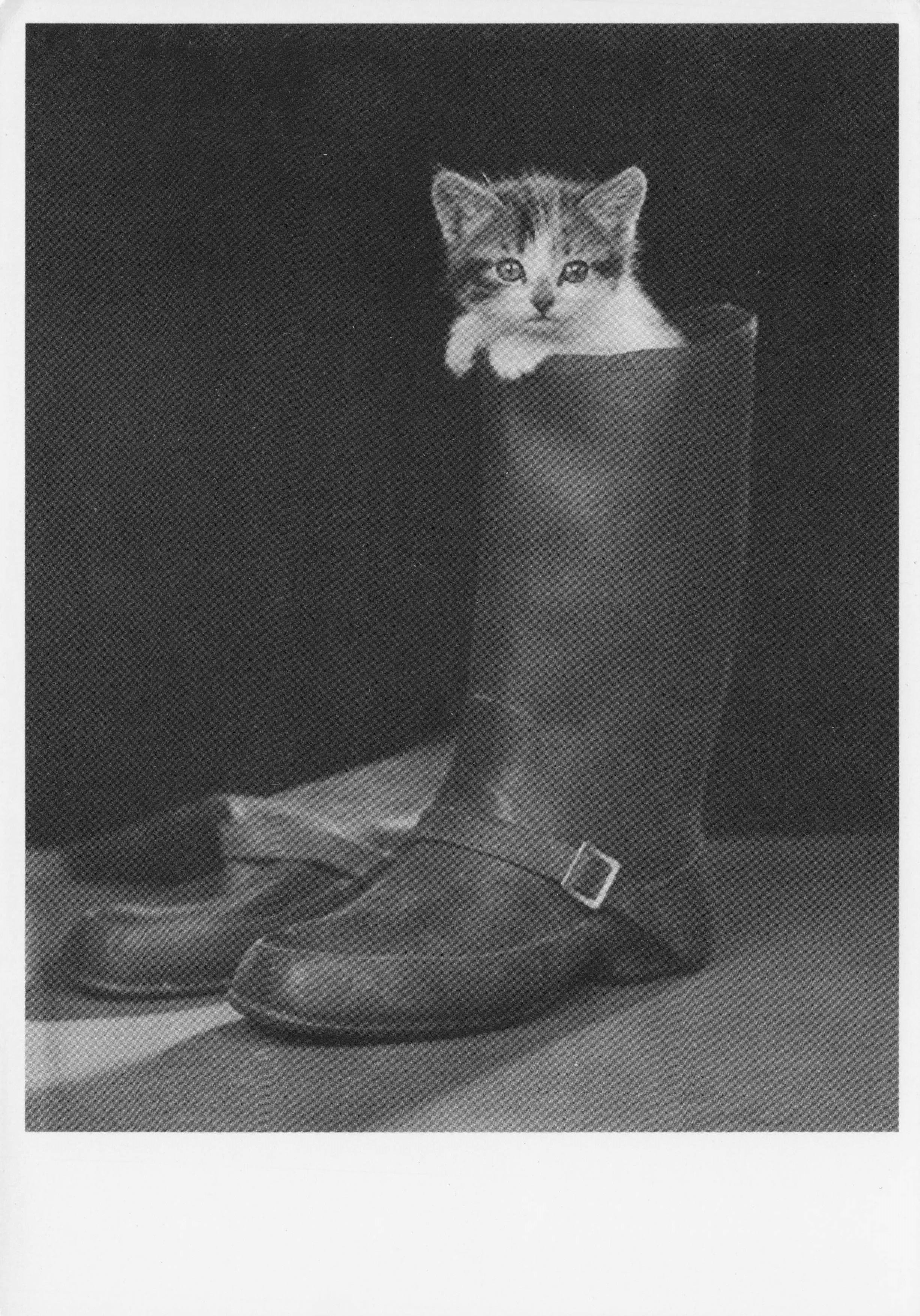 Kitten Cat In Giant Wellington Boots Comic Holland Photo Postcard