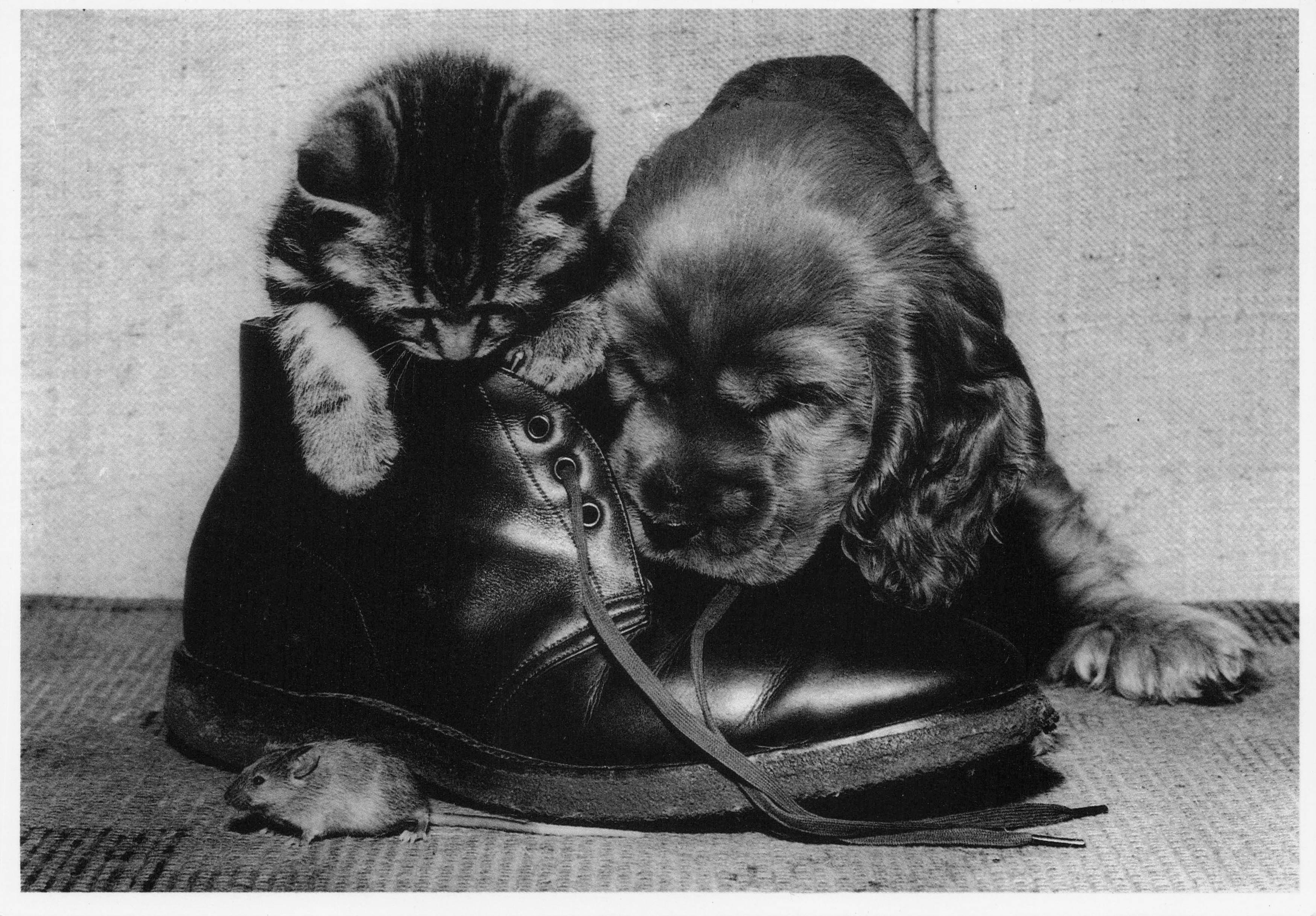 Kittens Cats Playing With Old Leather Shoes Laces Comic Photo Postcard