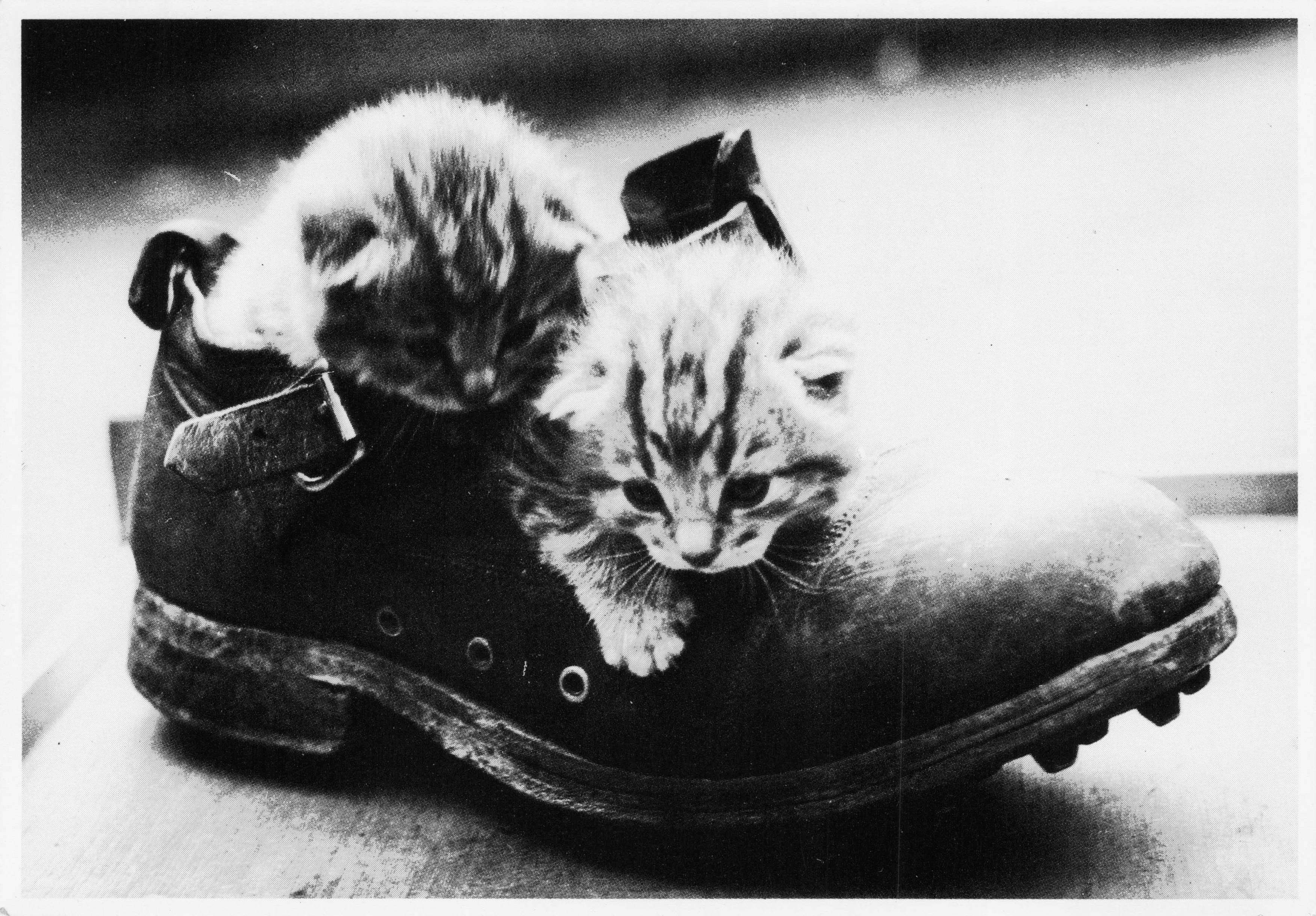 Kittens Cats Playing With Antique Leather Shoes Comic Photo Postcard