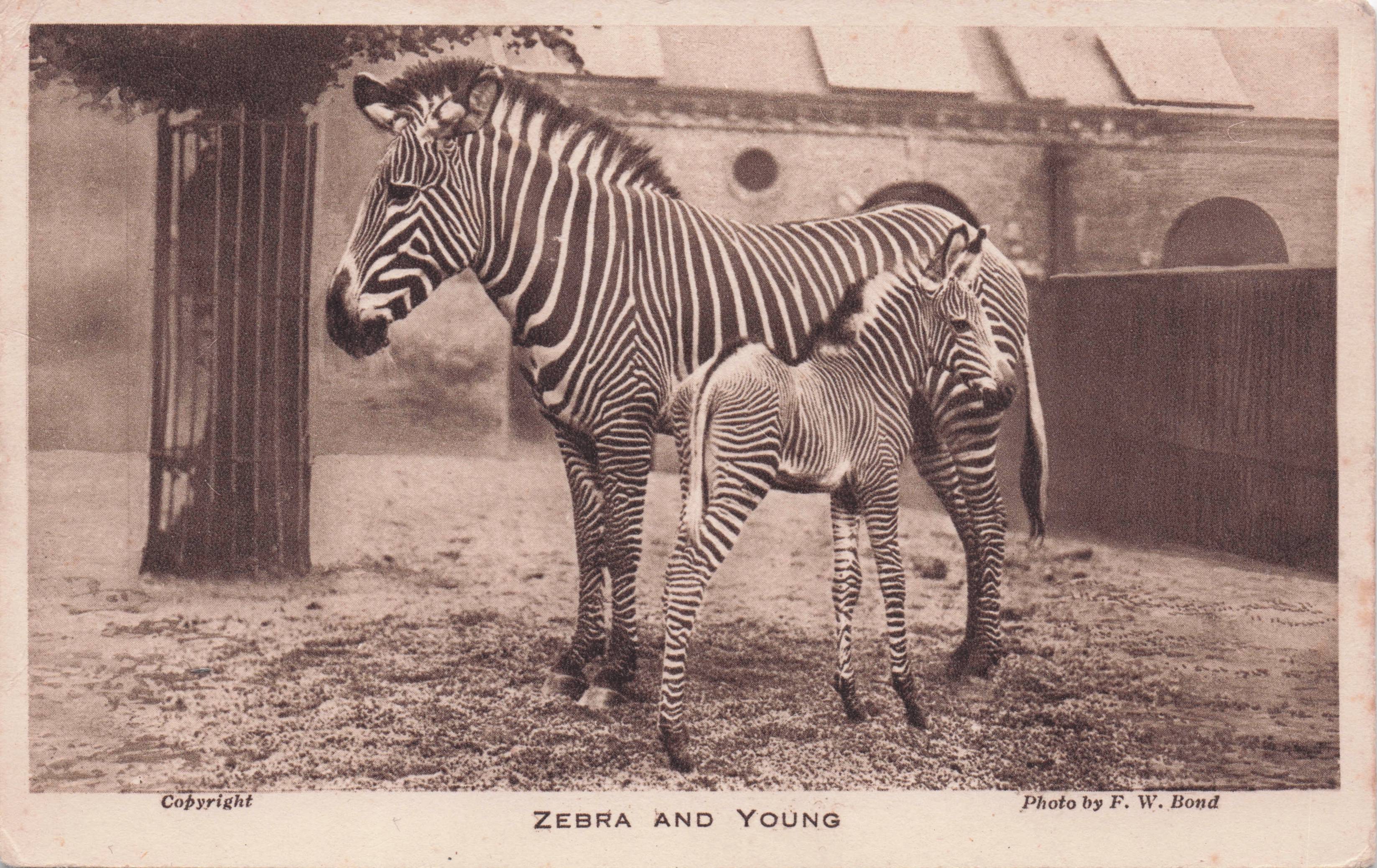 Zebra & Young London Zoo Antique Animal Postcard