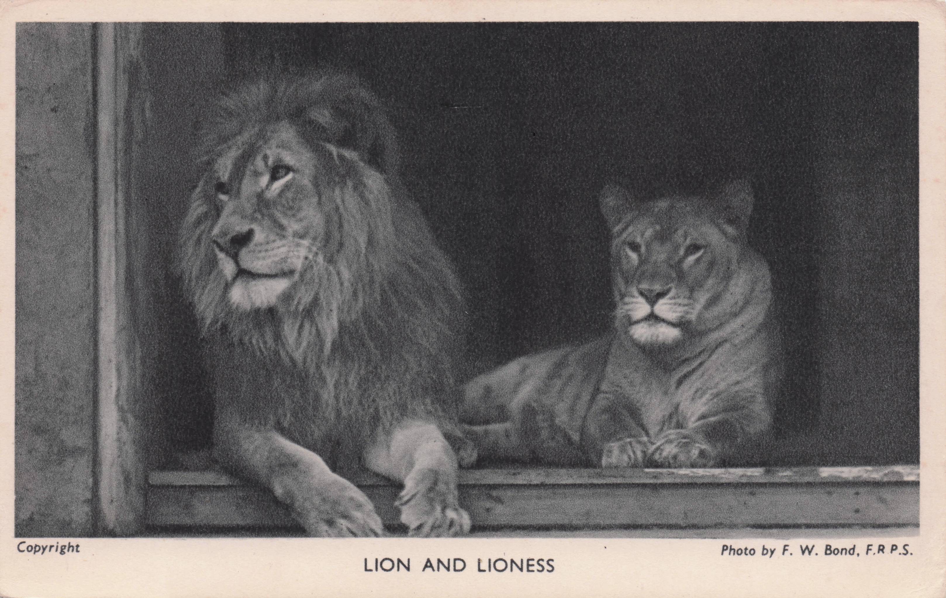 Magnificent Lion & Tiger Resting At London Zoo Antique Postcard