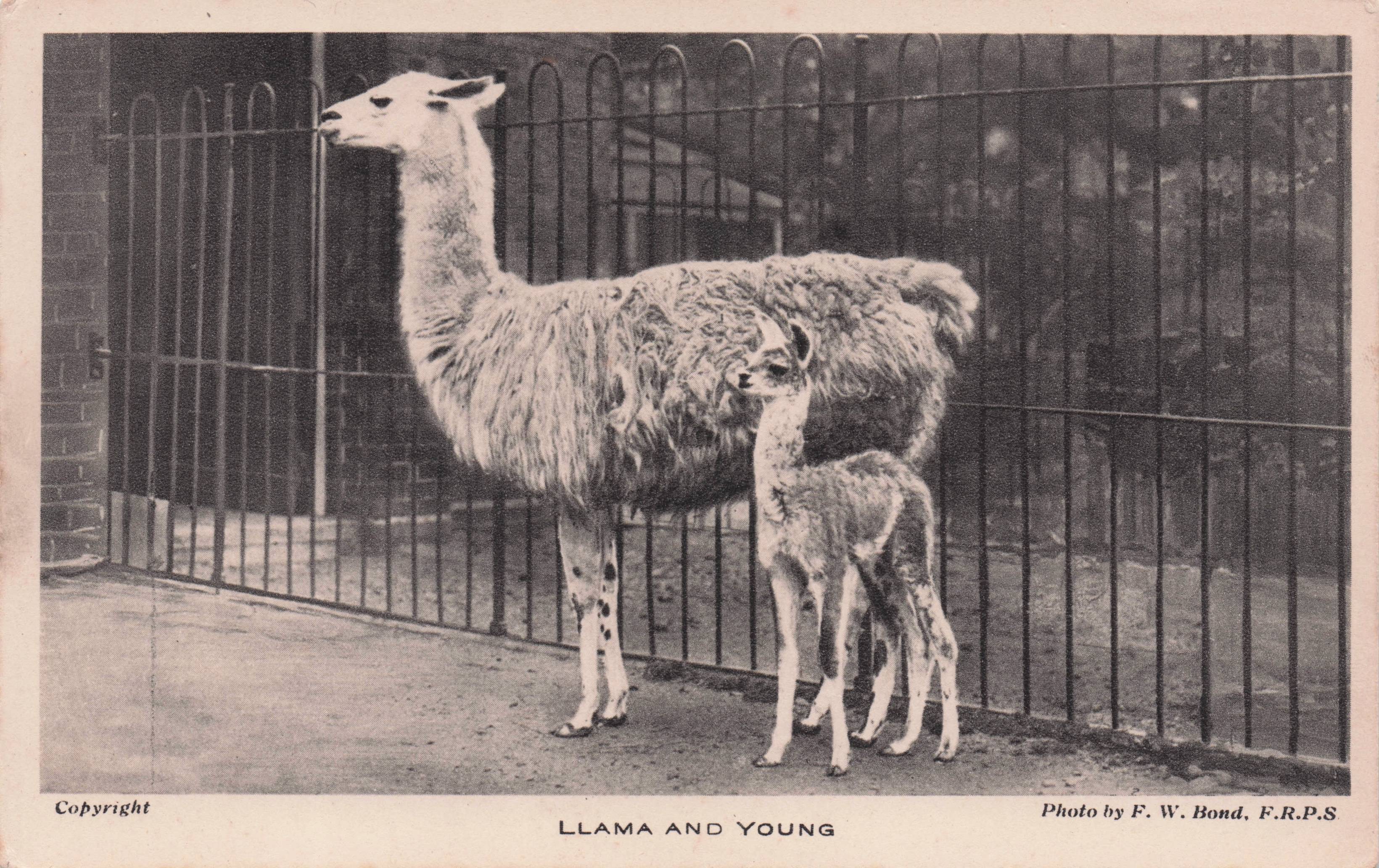Llama Mother & Her Young Antique London Zoo Animal Postcard