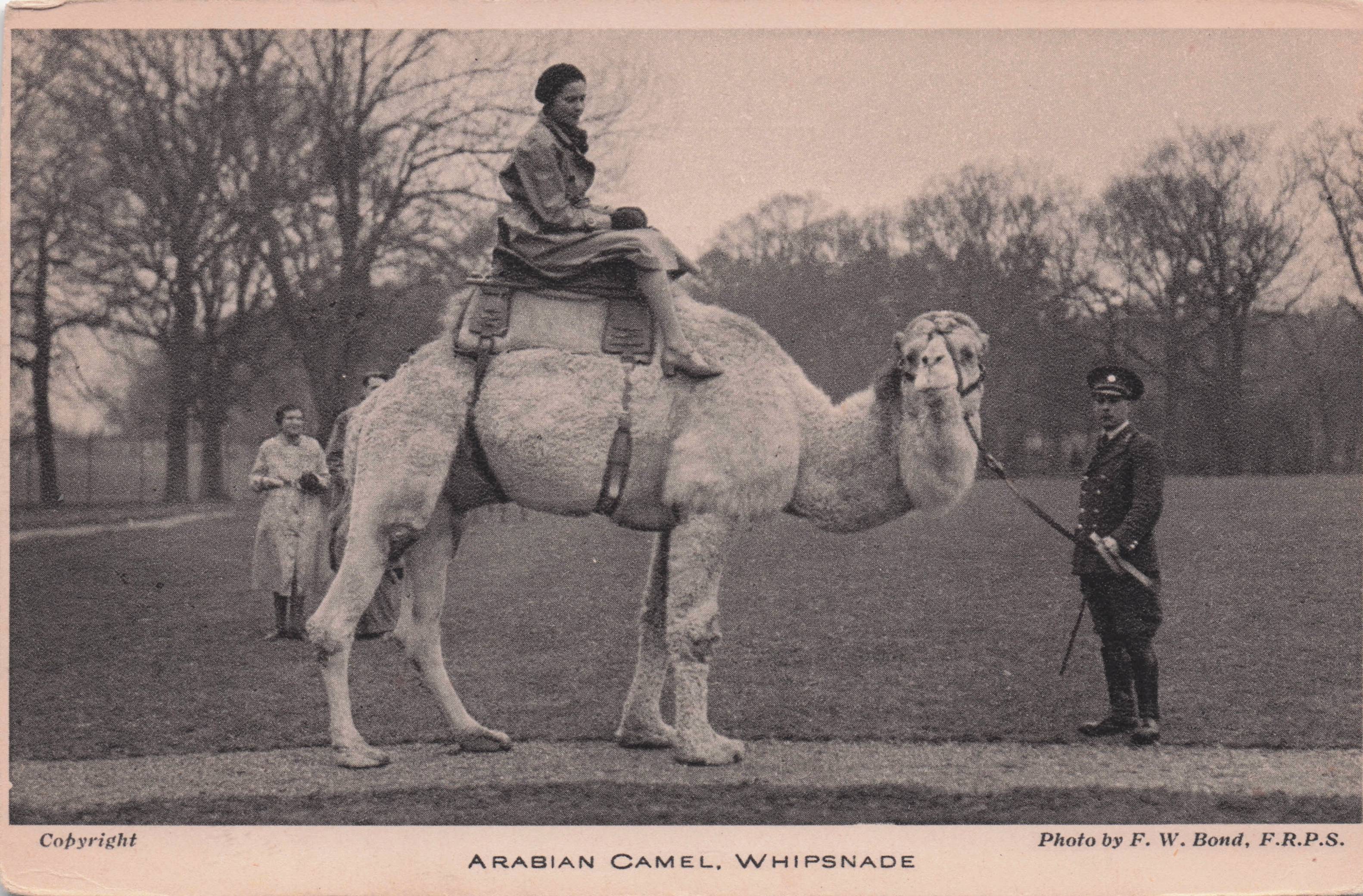 Arabian Camel Rides & Trainer London Zoo Antique Animal Postcard