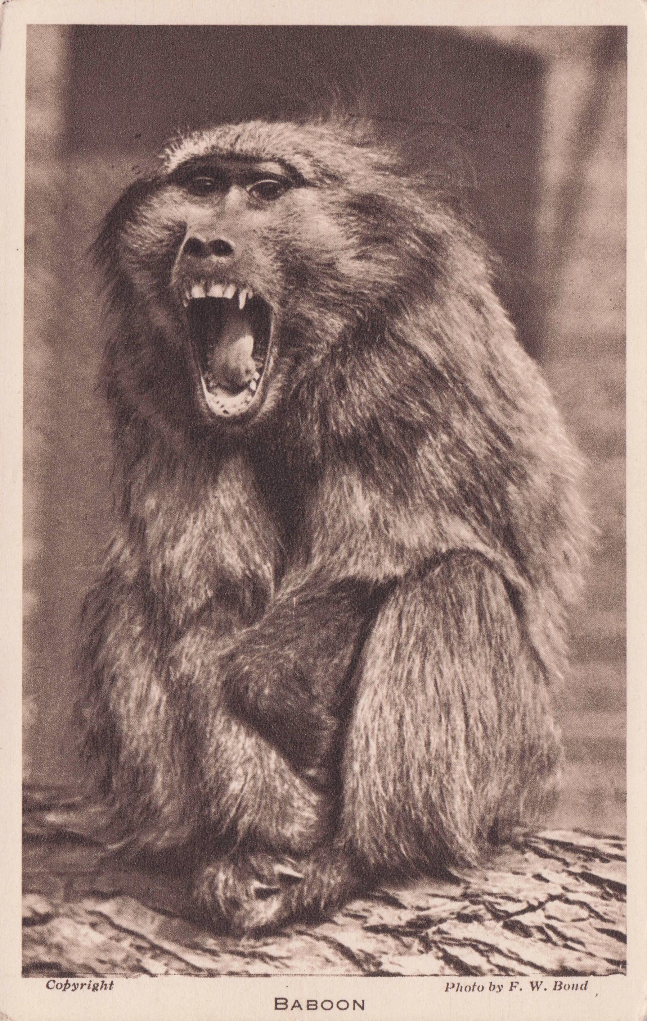 Baboon Wahoo-ing At London Zoo Antique Animal Postcard
